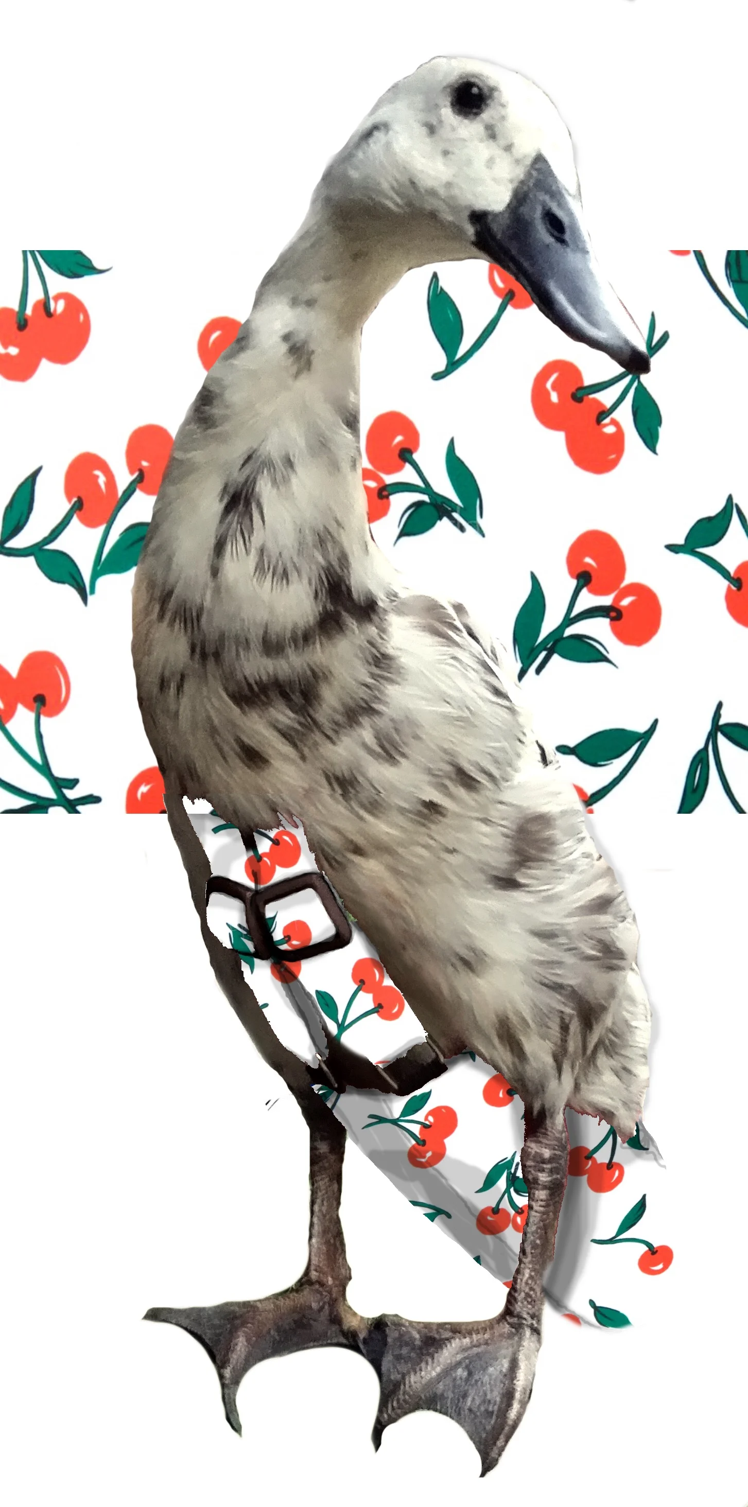 cherries.jpg