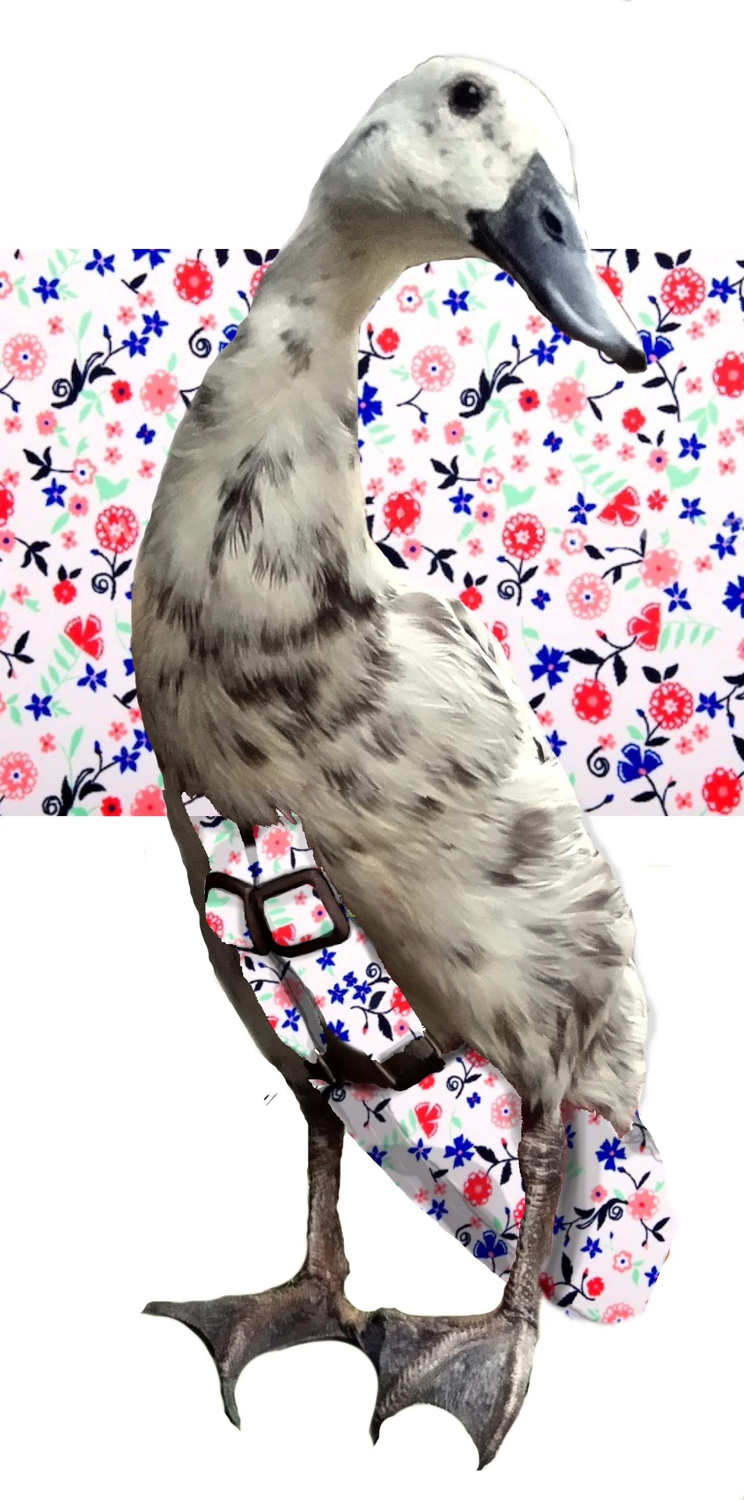 delicate dandies.jpg