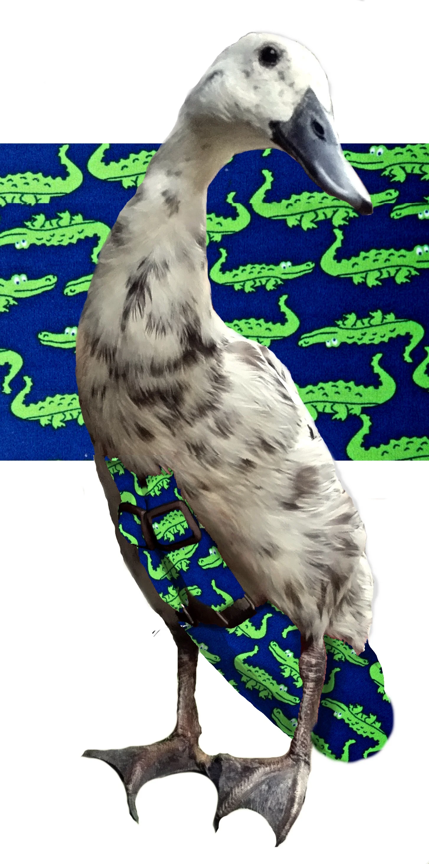 Gators.jpg