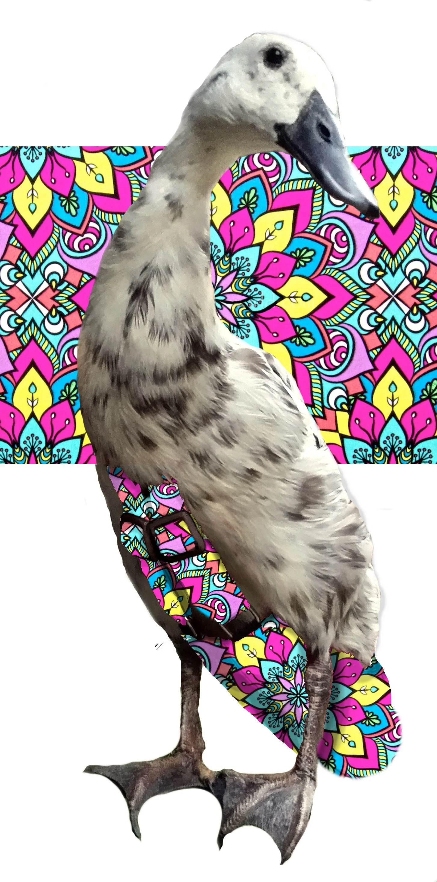 Mandala.jpg