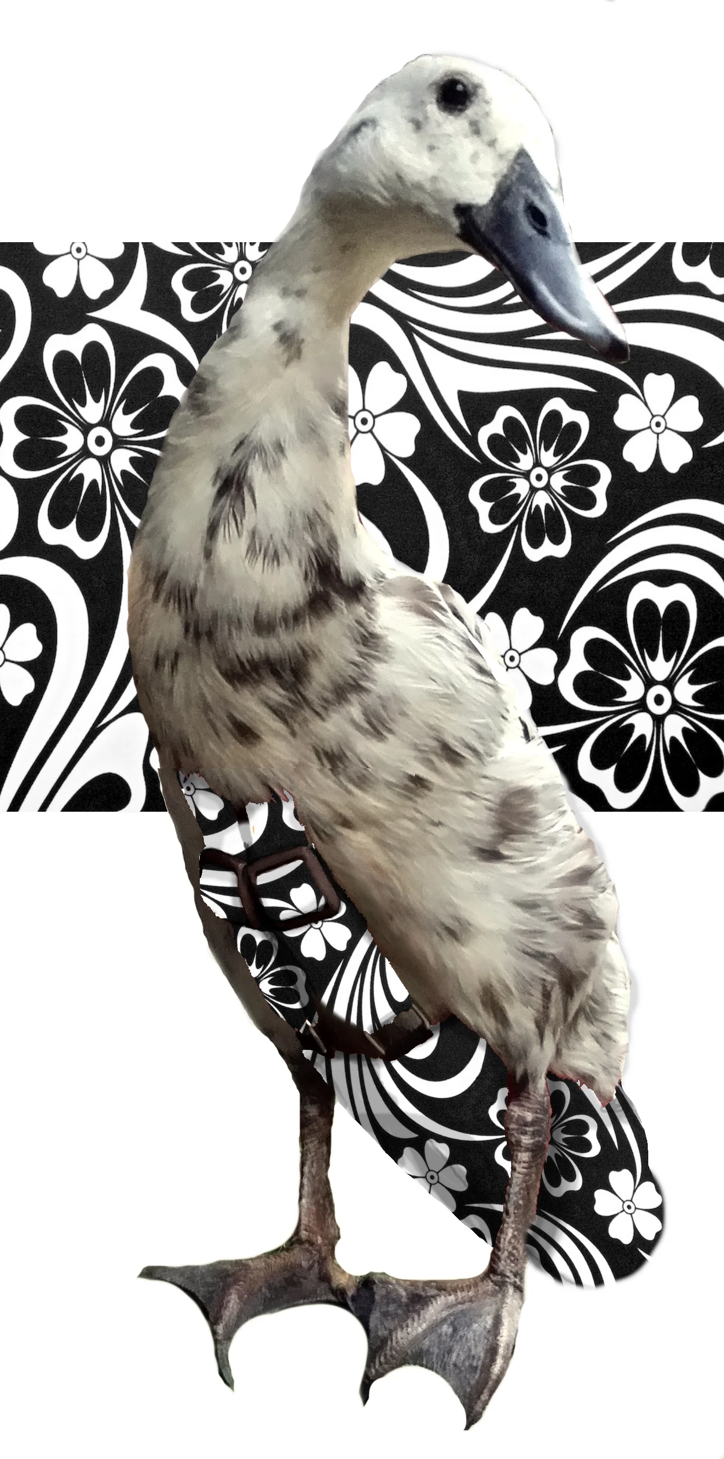 HibiscusBlackpattern.jpg