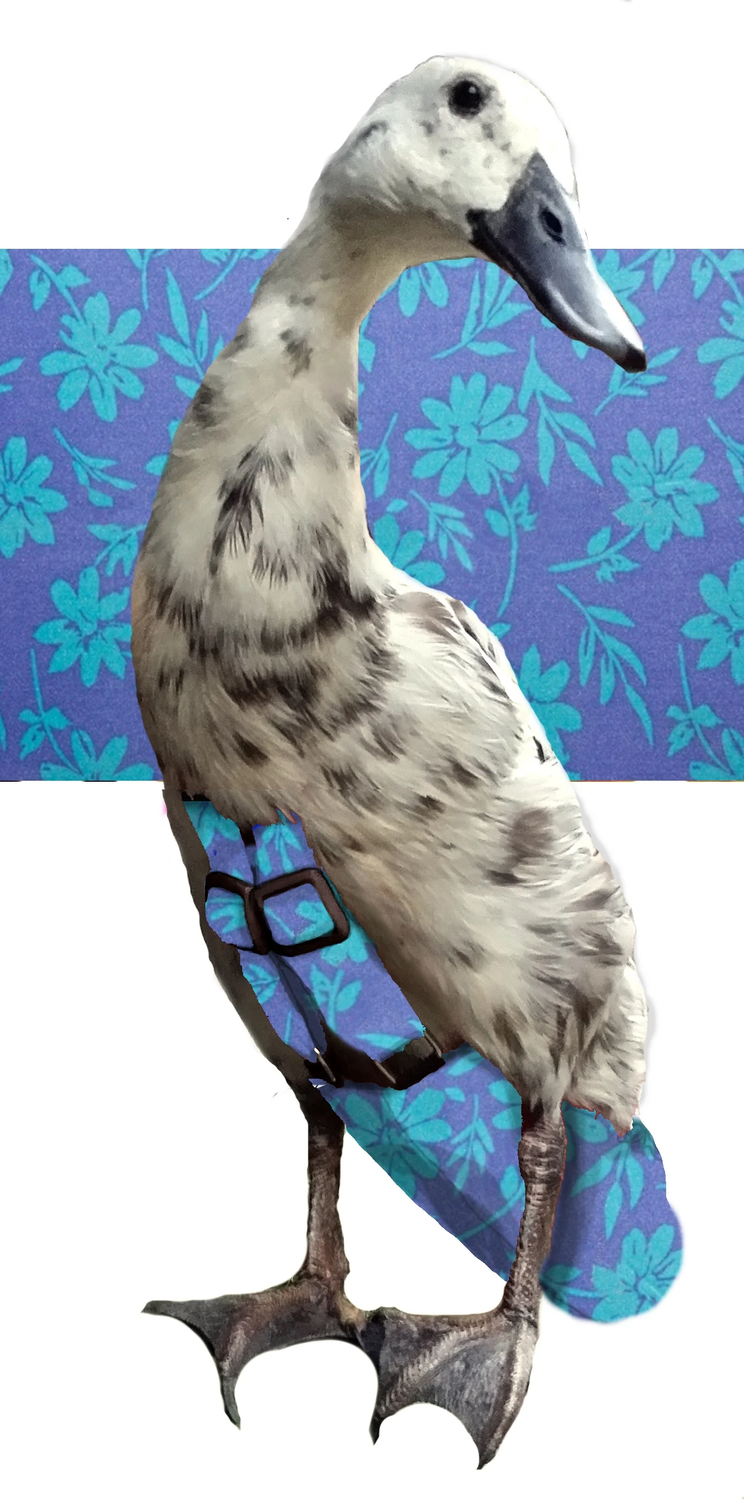 Hula Hibiscus.jpg