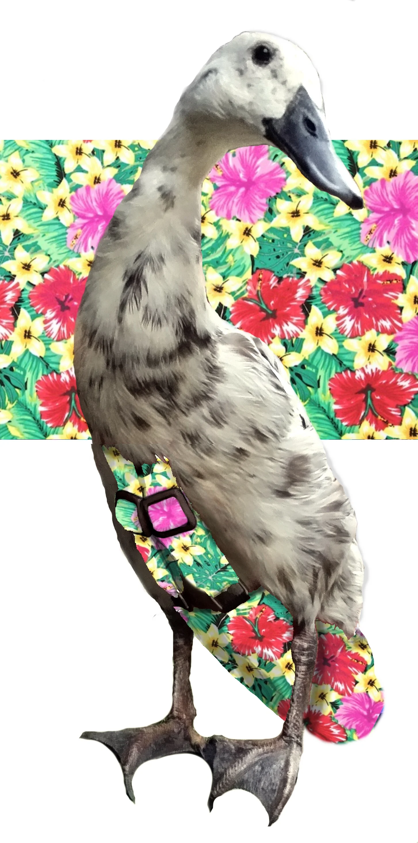 Island Bloom.jpg