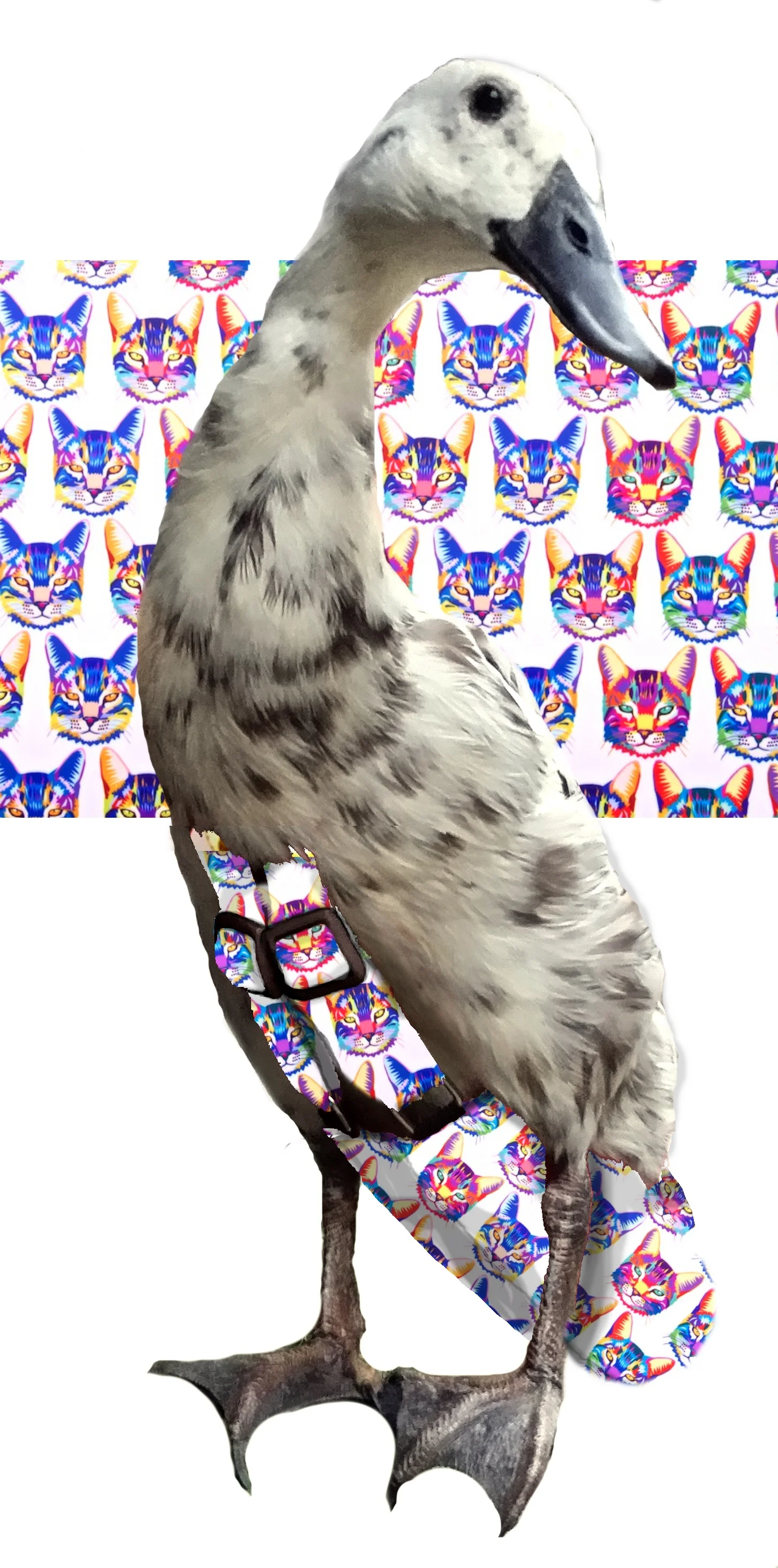 prismakitties.jpg