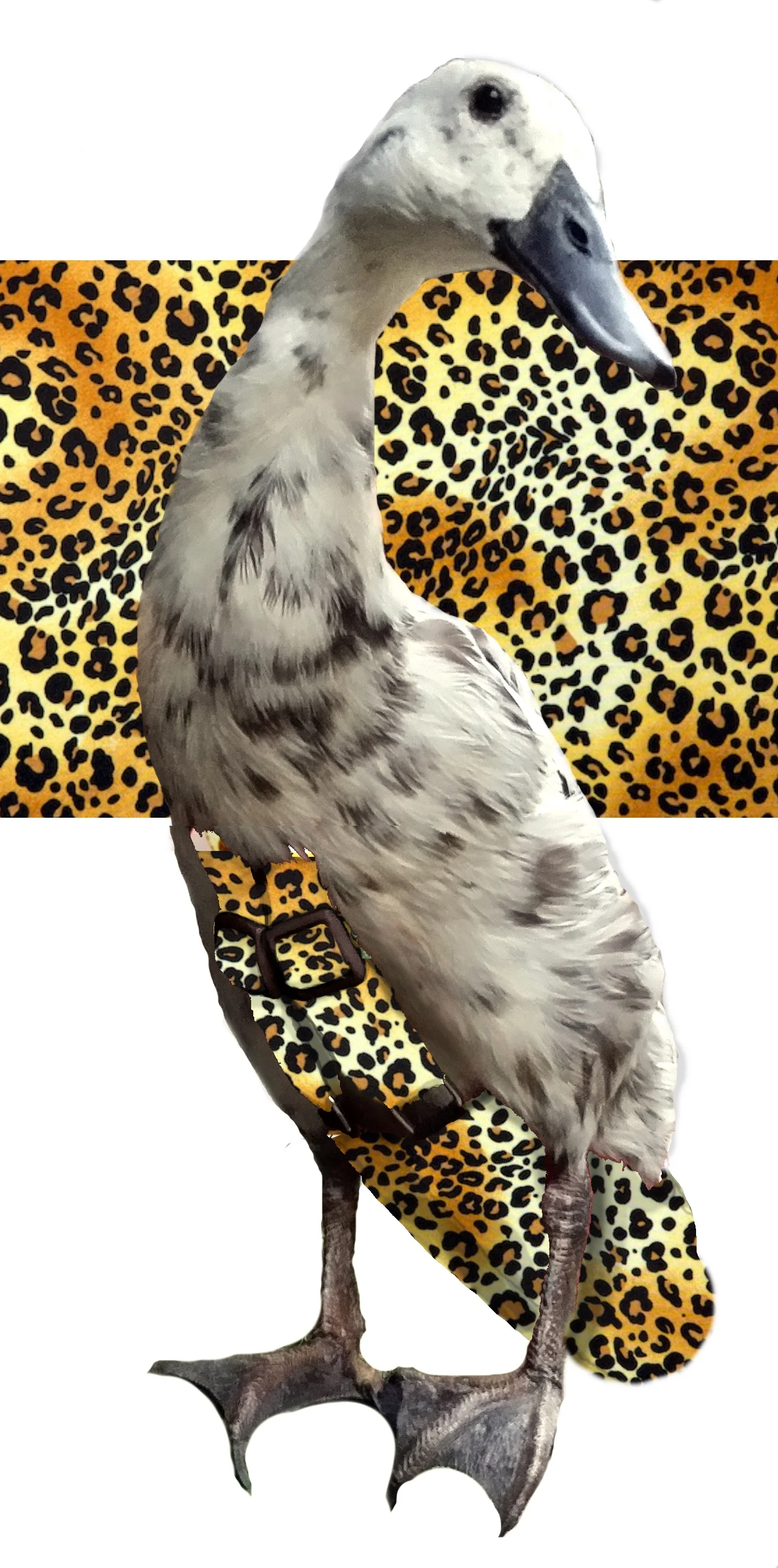 leopard print.jpg