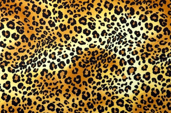 Leopard.jpg