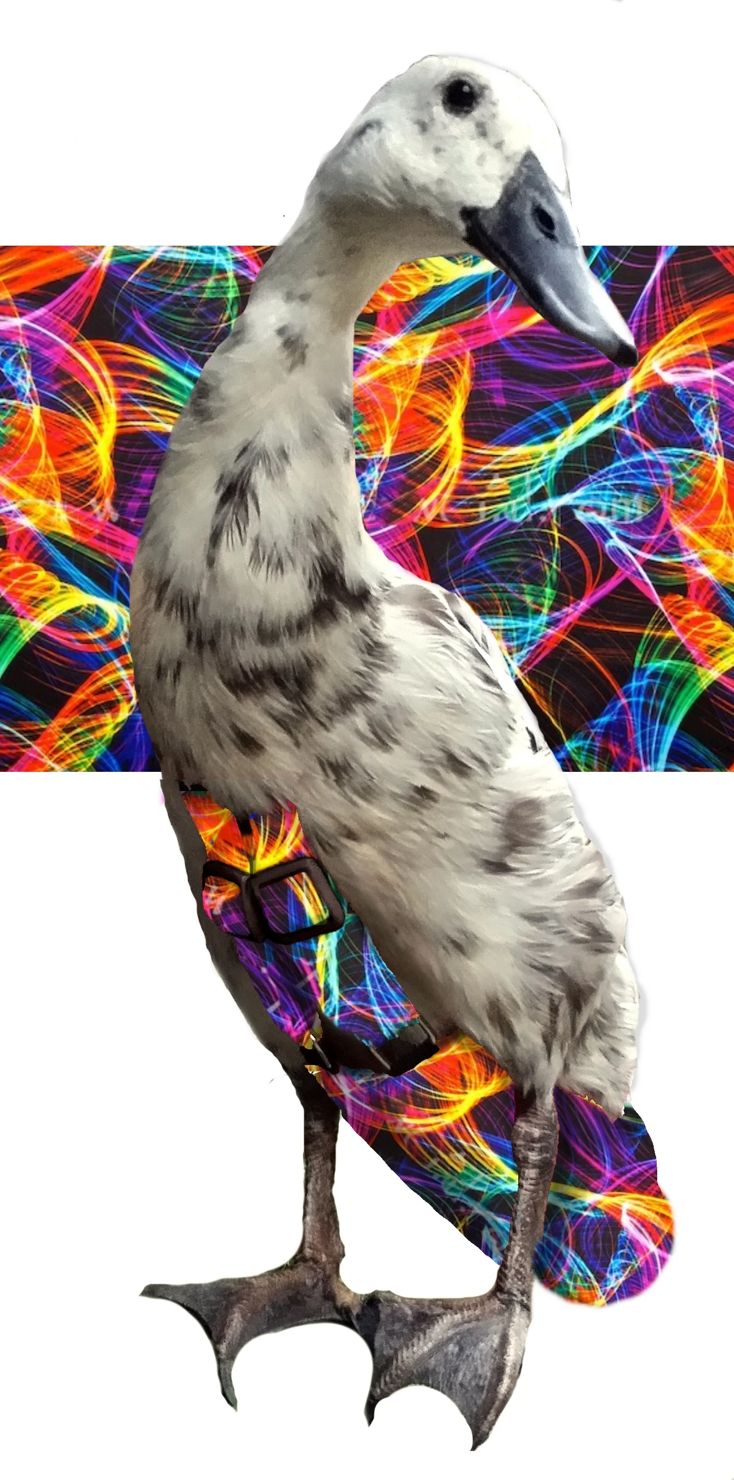 laserlights.jpg