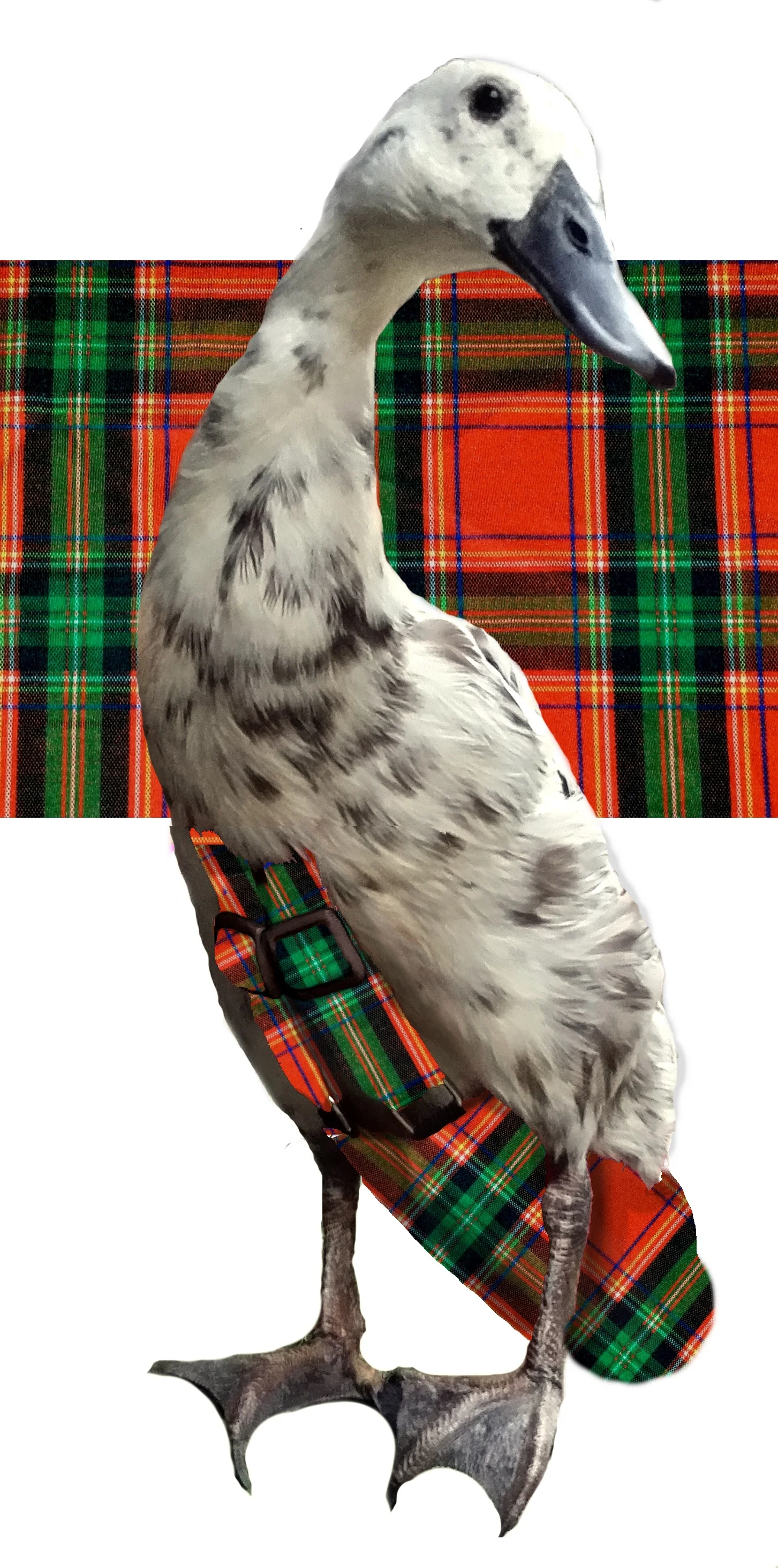 Lumberjackpattern.jpg