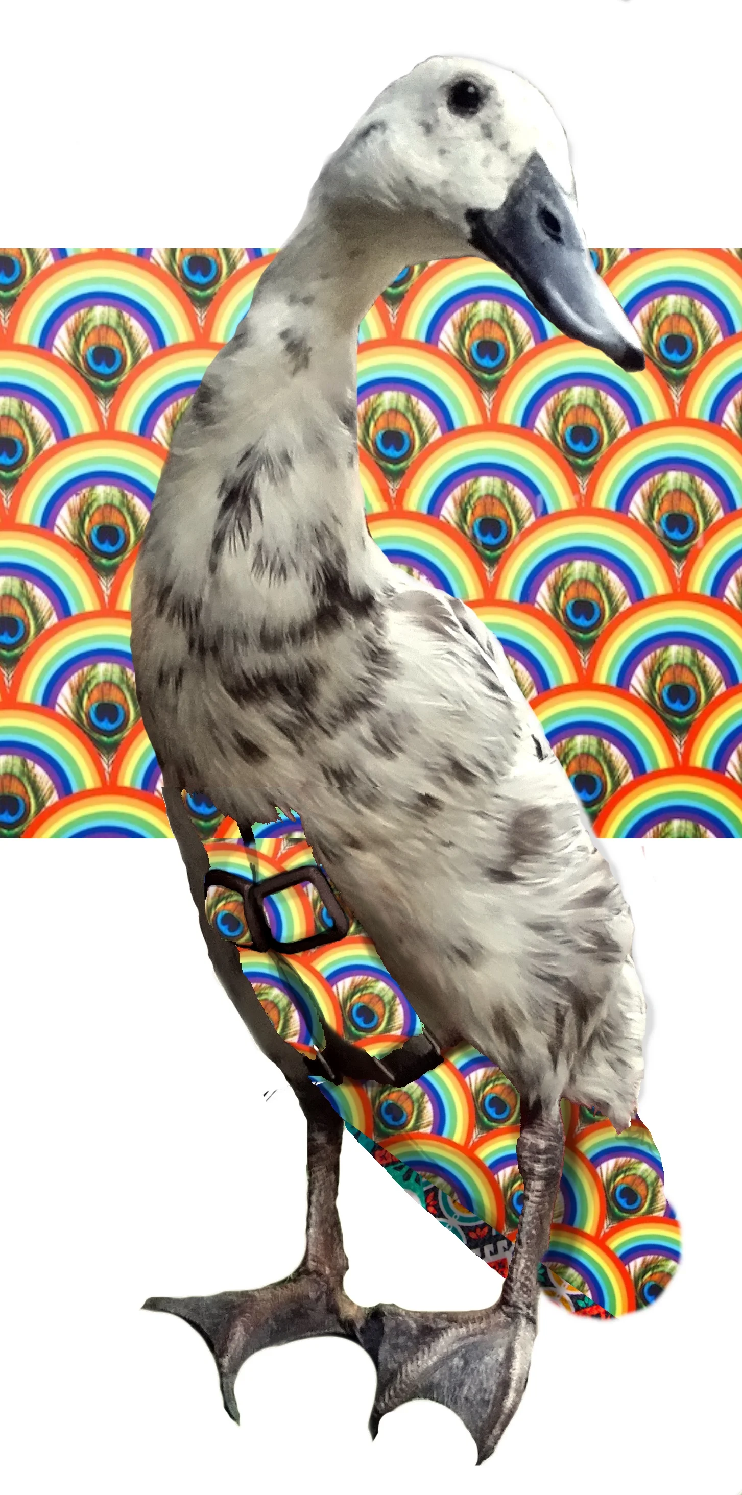 PeacockRainbowpattern.jpg