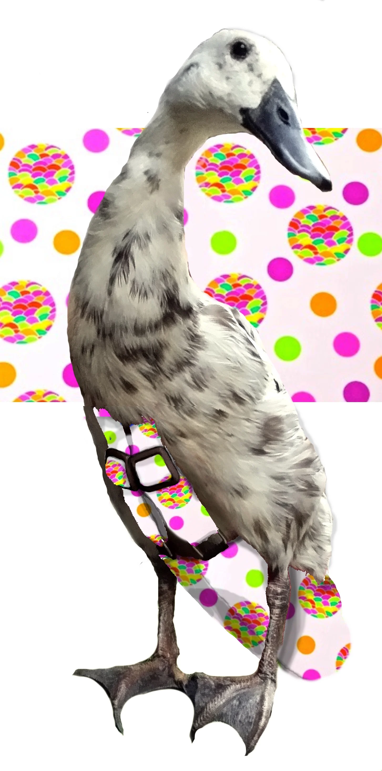 polkaparty.jpg