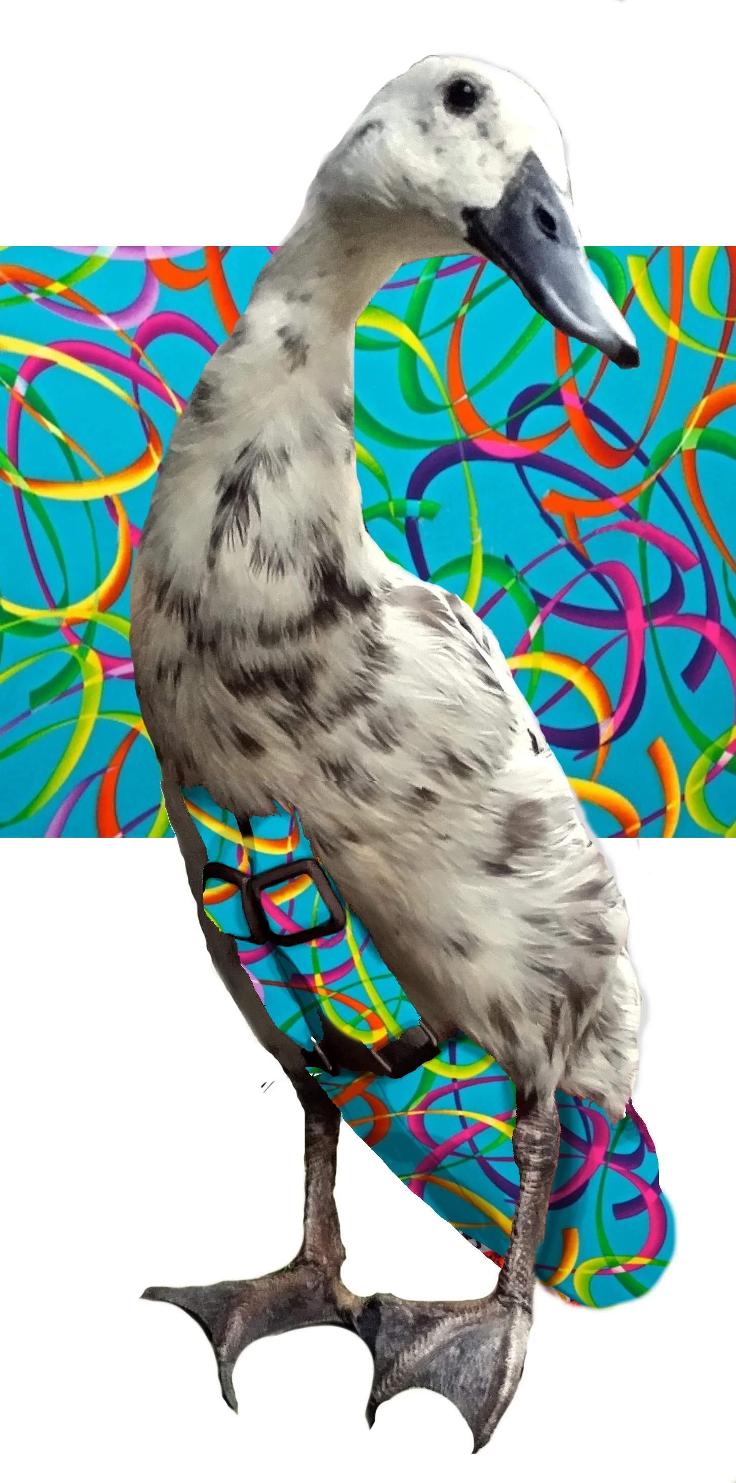 RainbowRibbonspattern.jpg