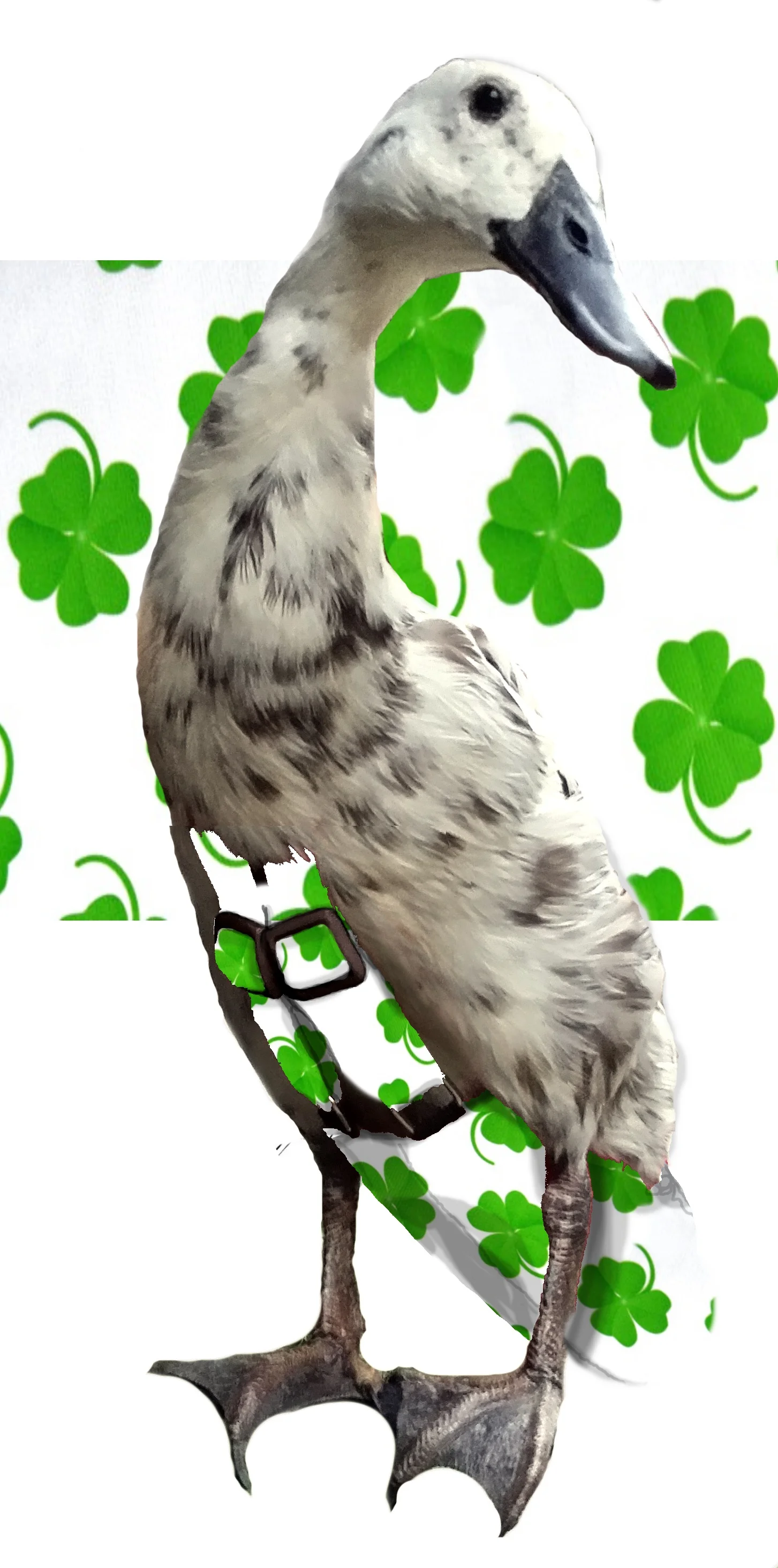 Shamrockspattern.jpg