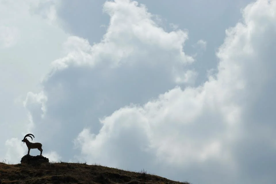 Rancho Santa Fe Library