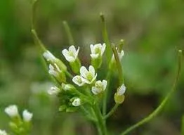 The mouse-ear cress plant giving powerful DNA repair