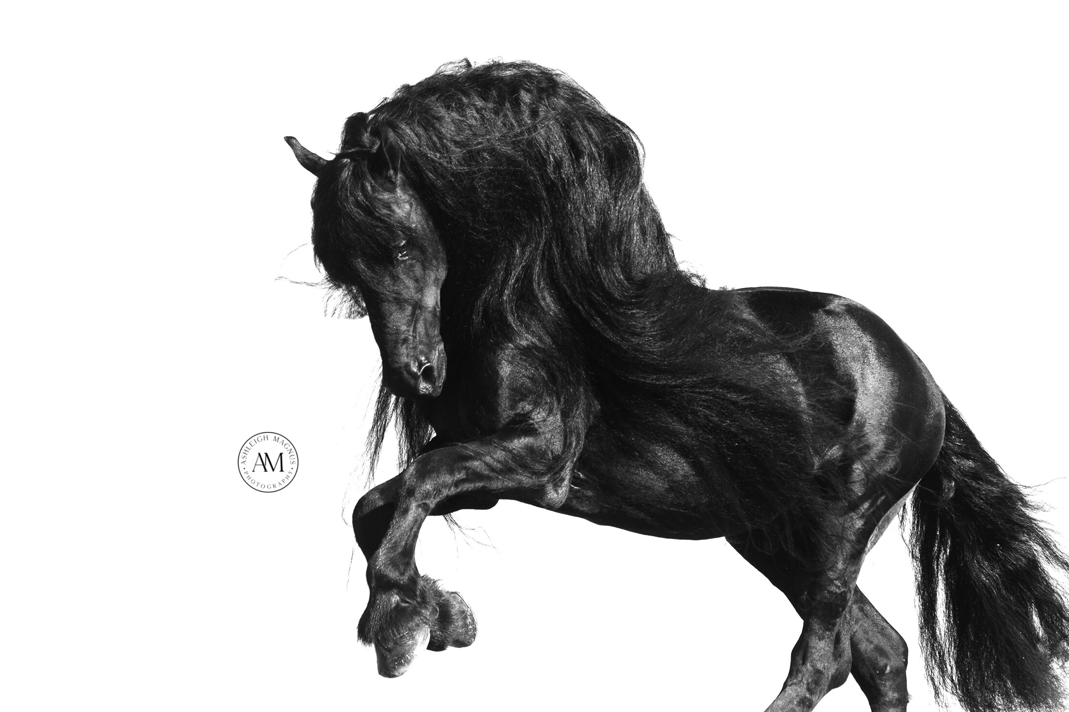 fine art photo of black horse rearing