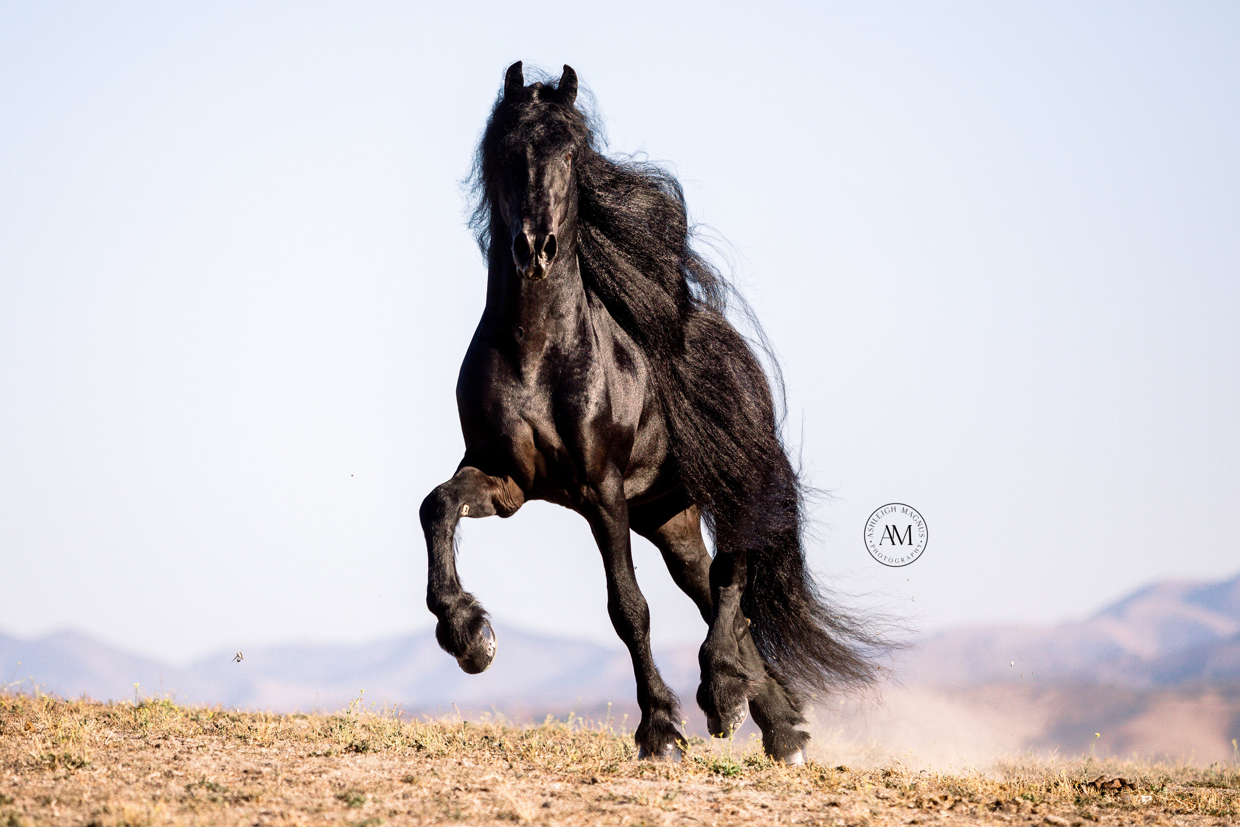 Black horse with flowing mane running in field