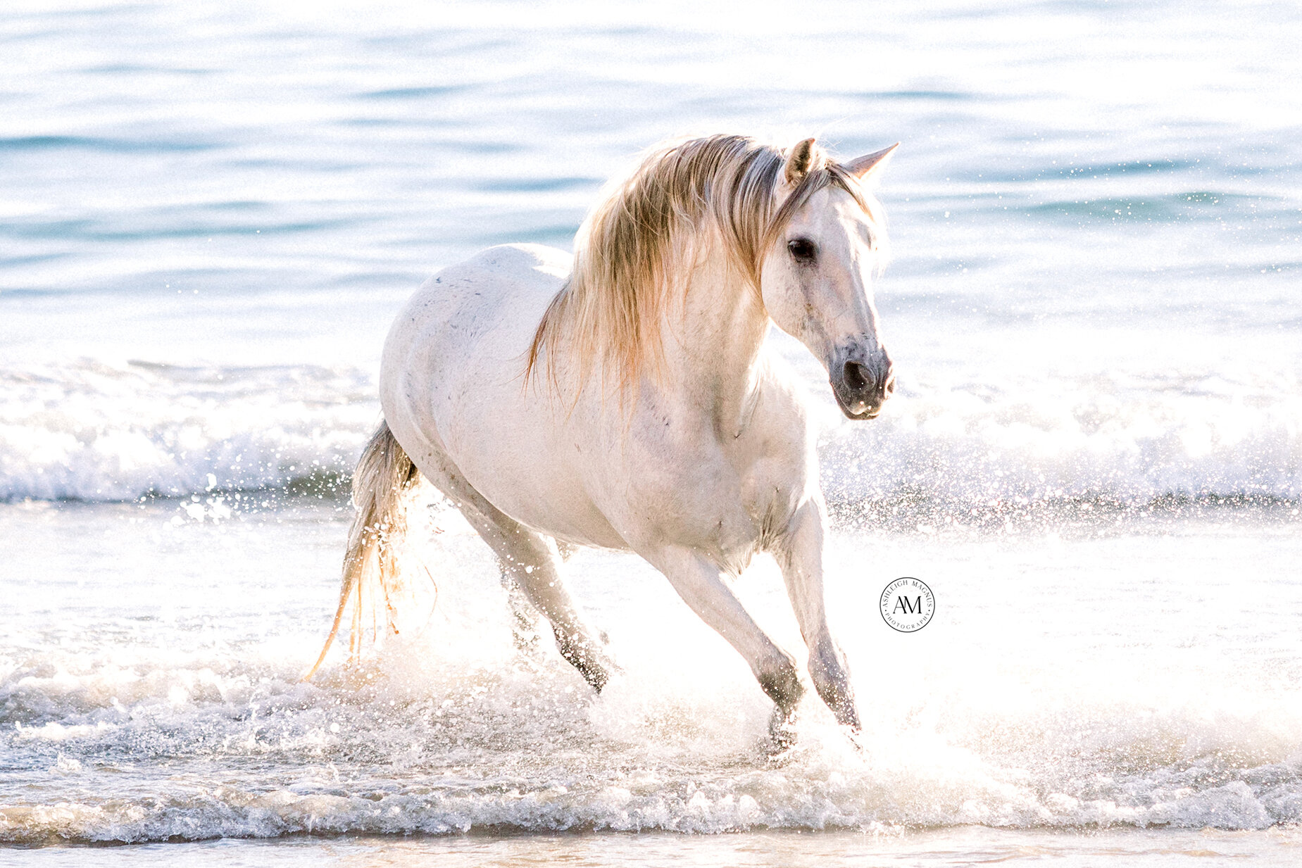 Gray horse splashing in the water