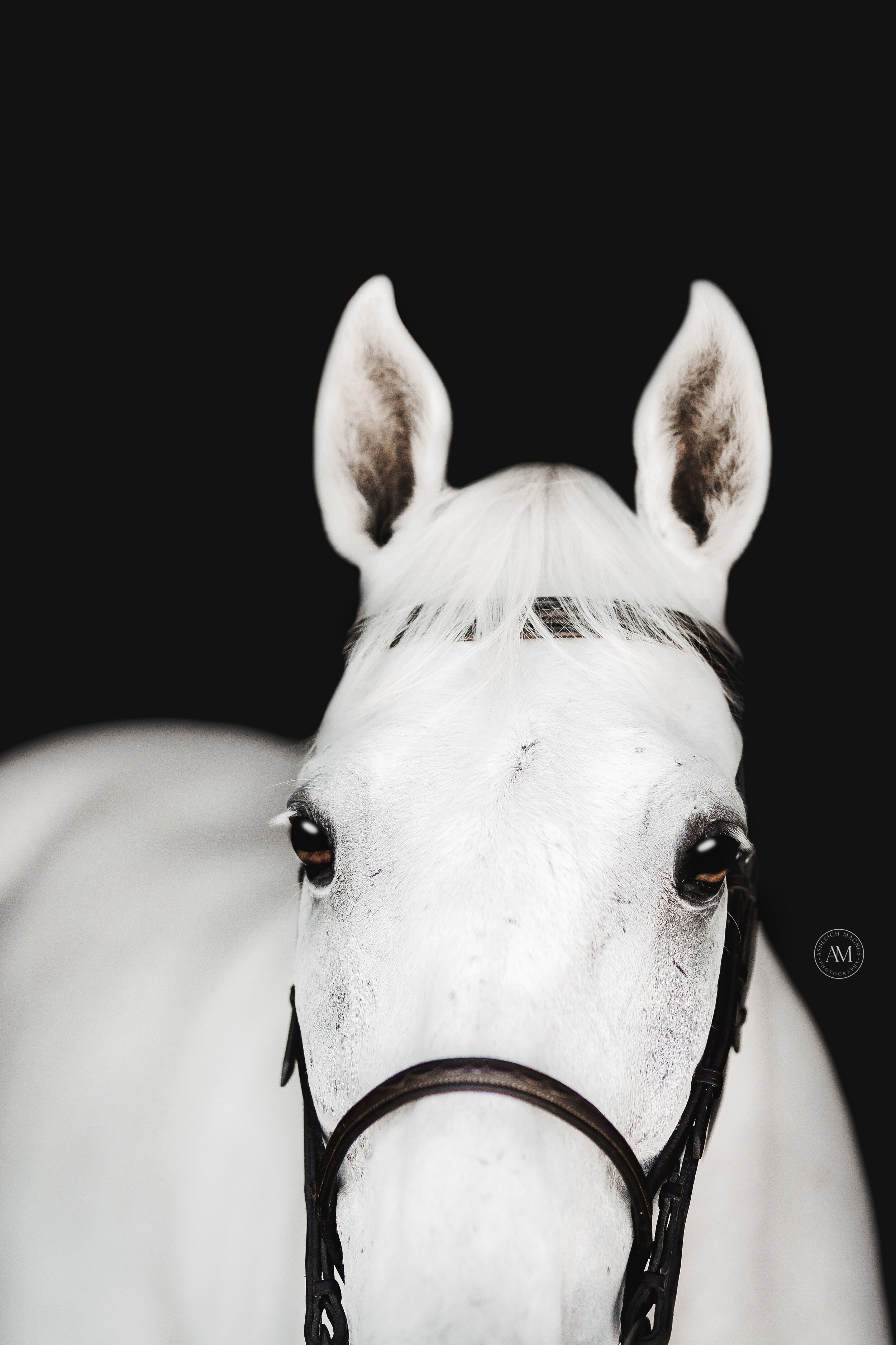 horse black background