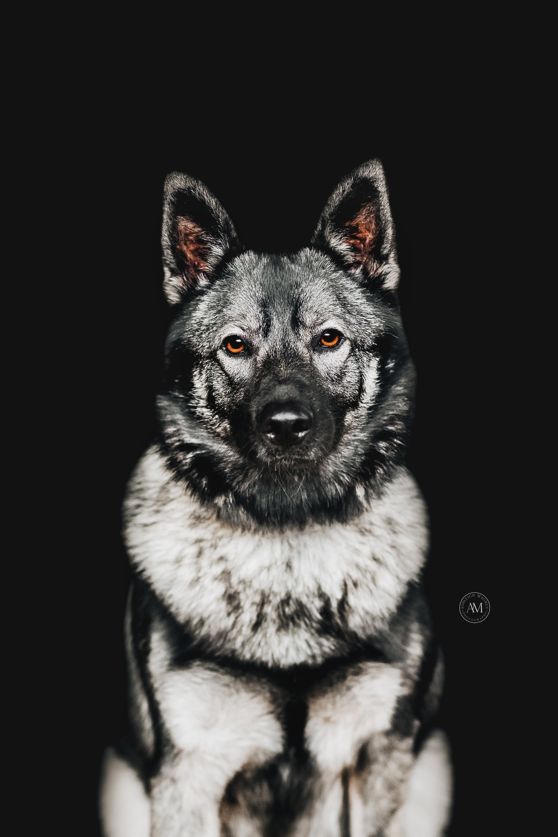 dog black background