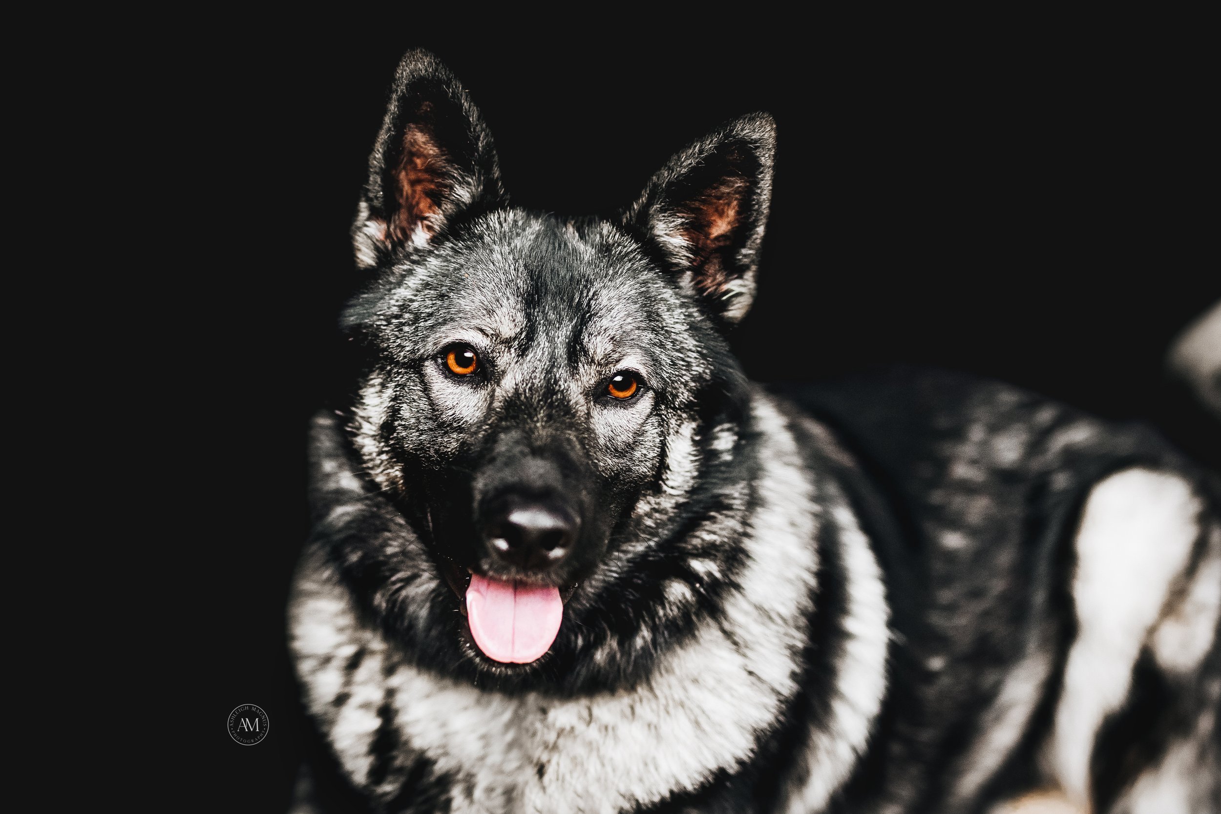 dog black background
