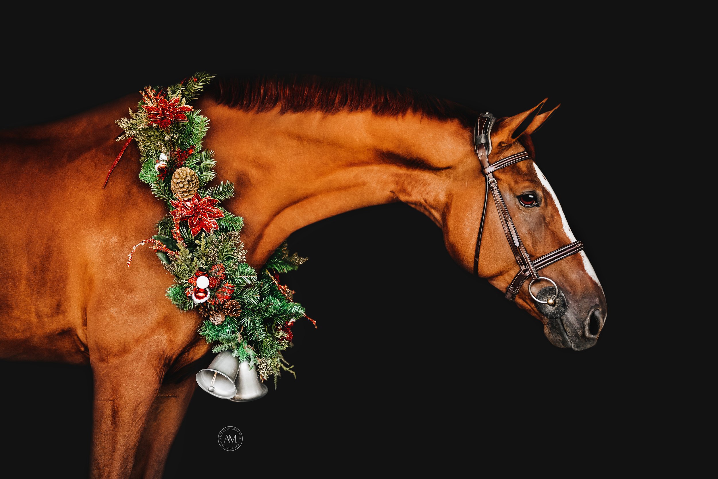 holiday horses