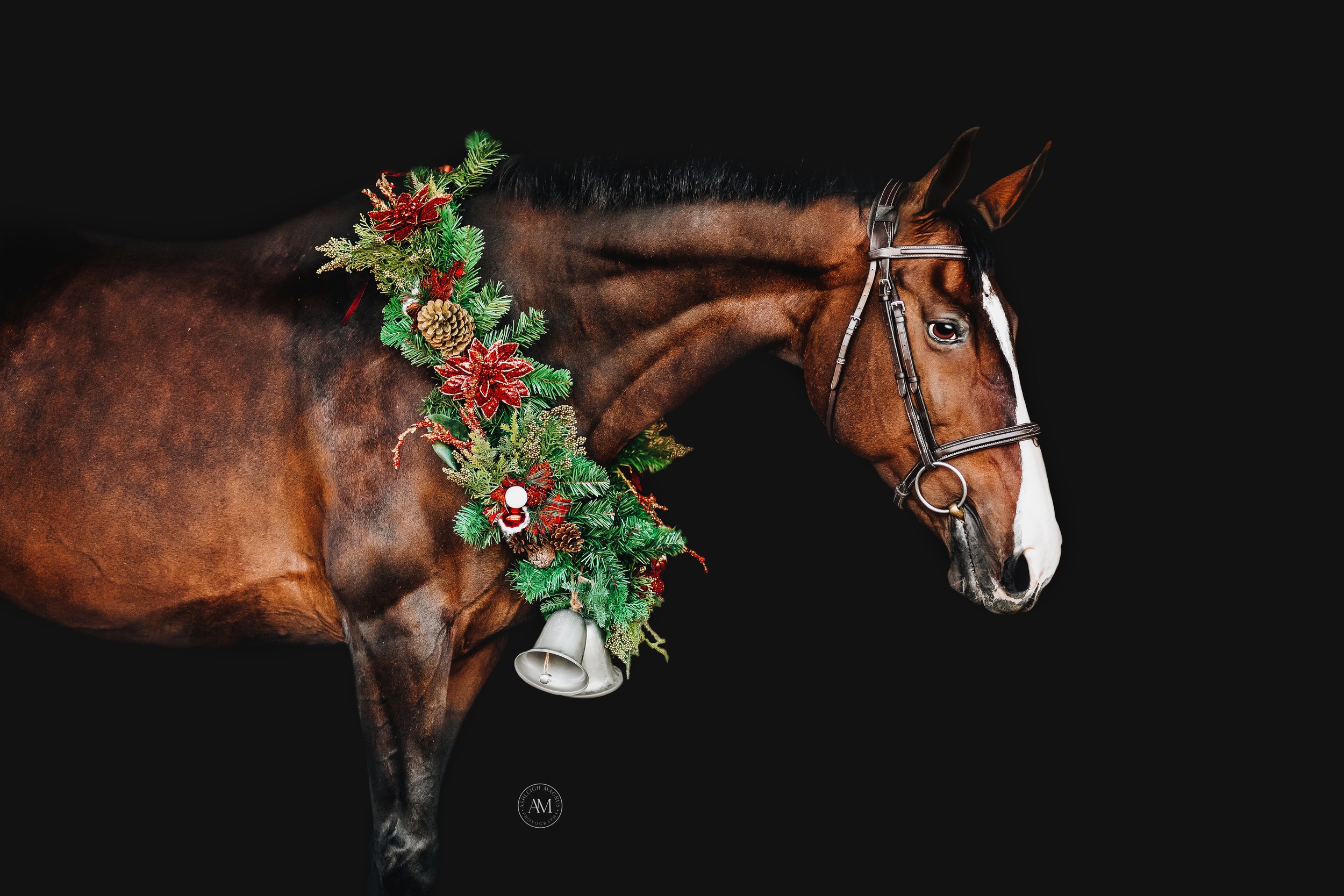 holiday horses