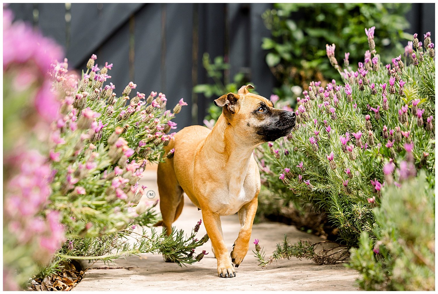 dog portraits