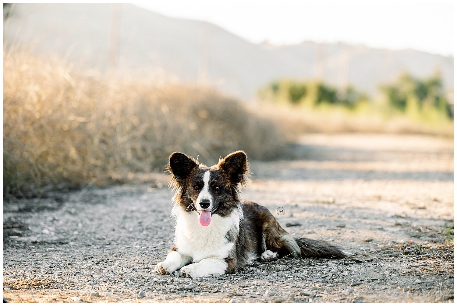 dog portraits