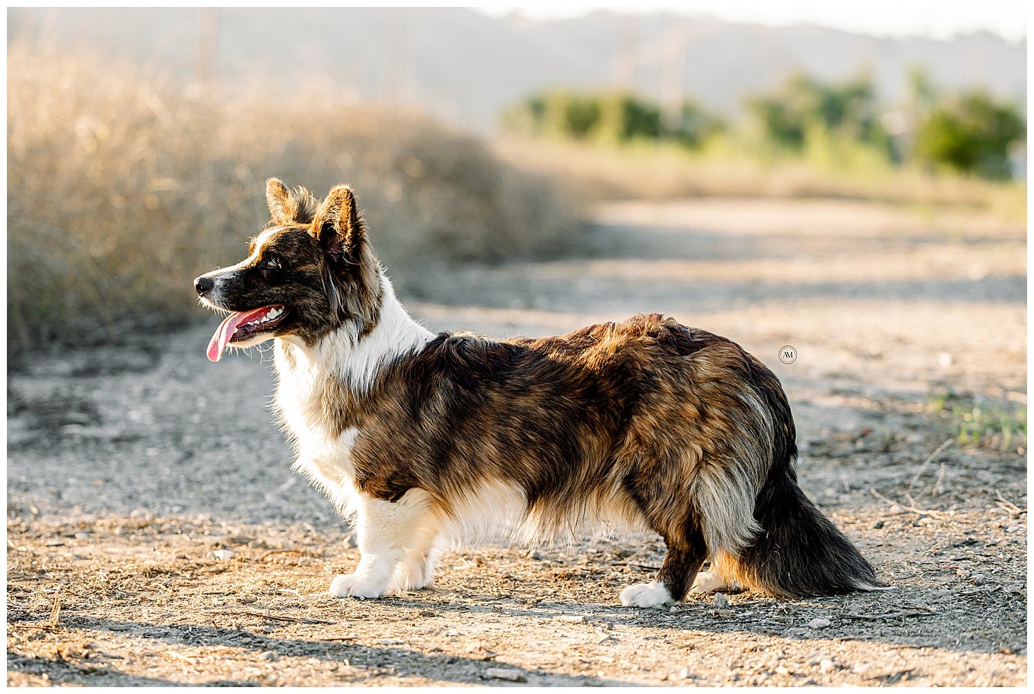 dog portraits