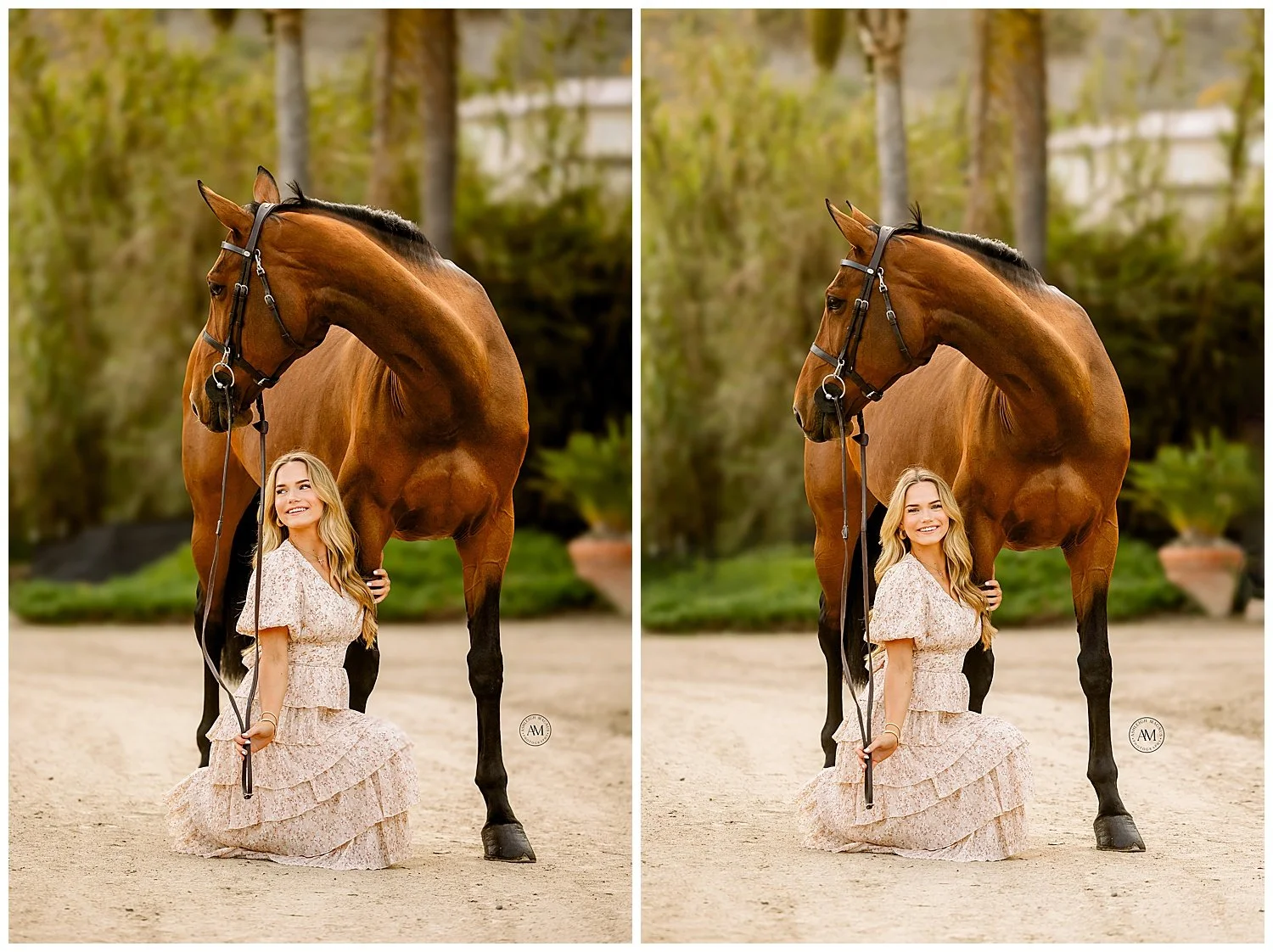horse and rider