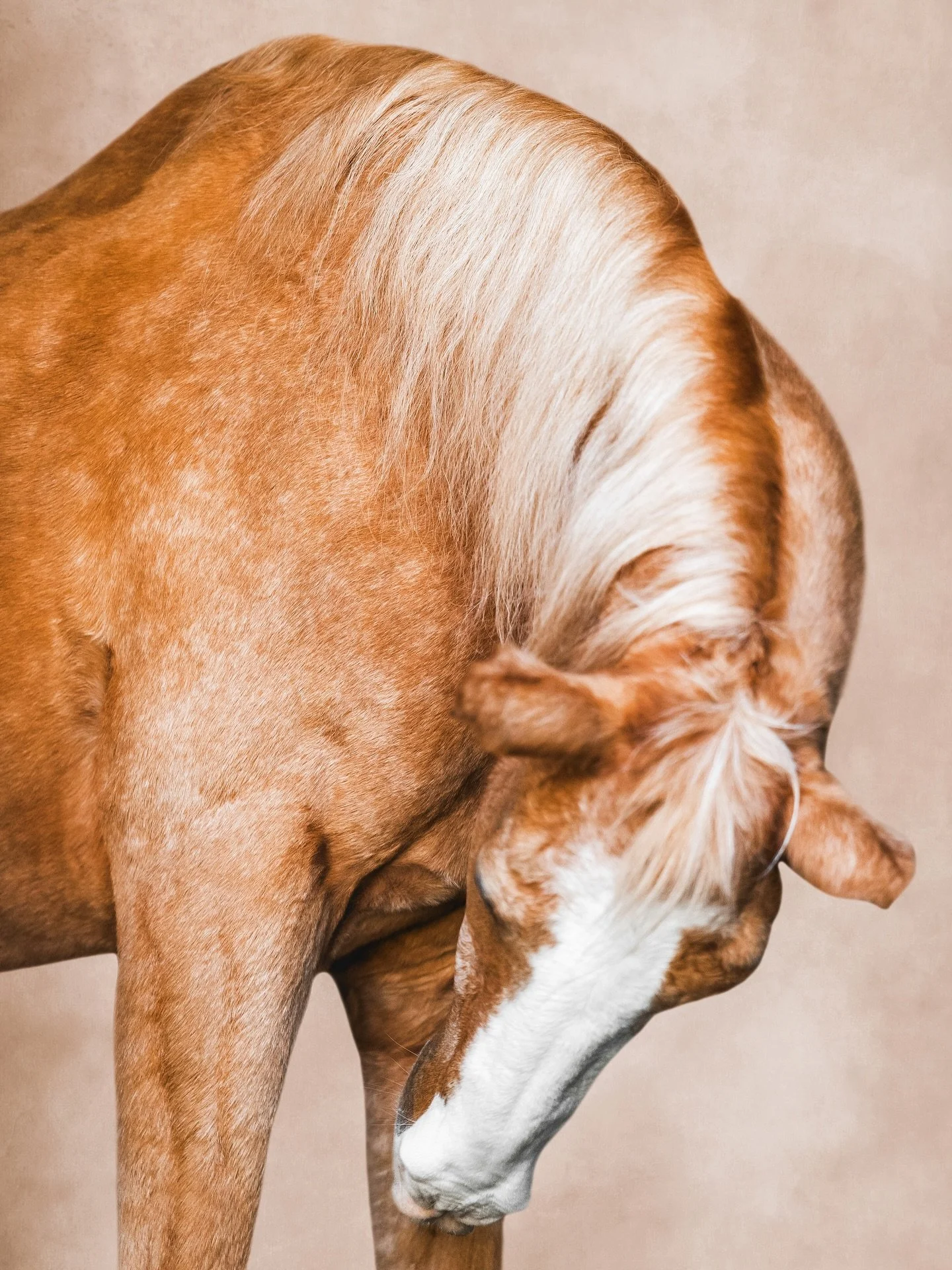 The world lost a great one yesterday. Tyler was one of the first horses I ever used way back in 2012 to help build my original photography portfolio. I was able to work with him again last year shortly after losing Banjo on a senior project dedicated