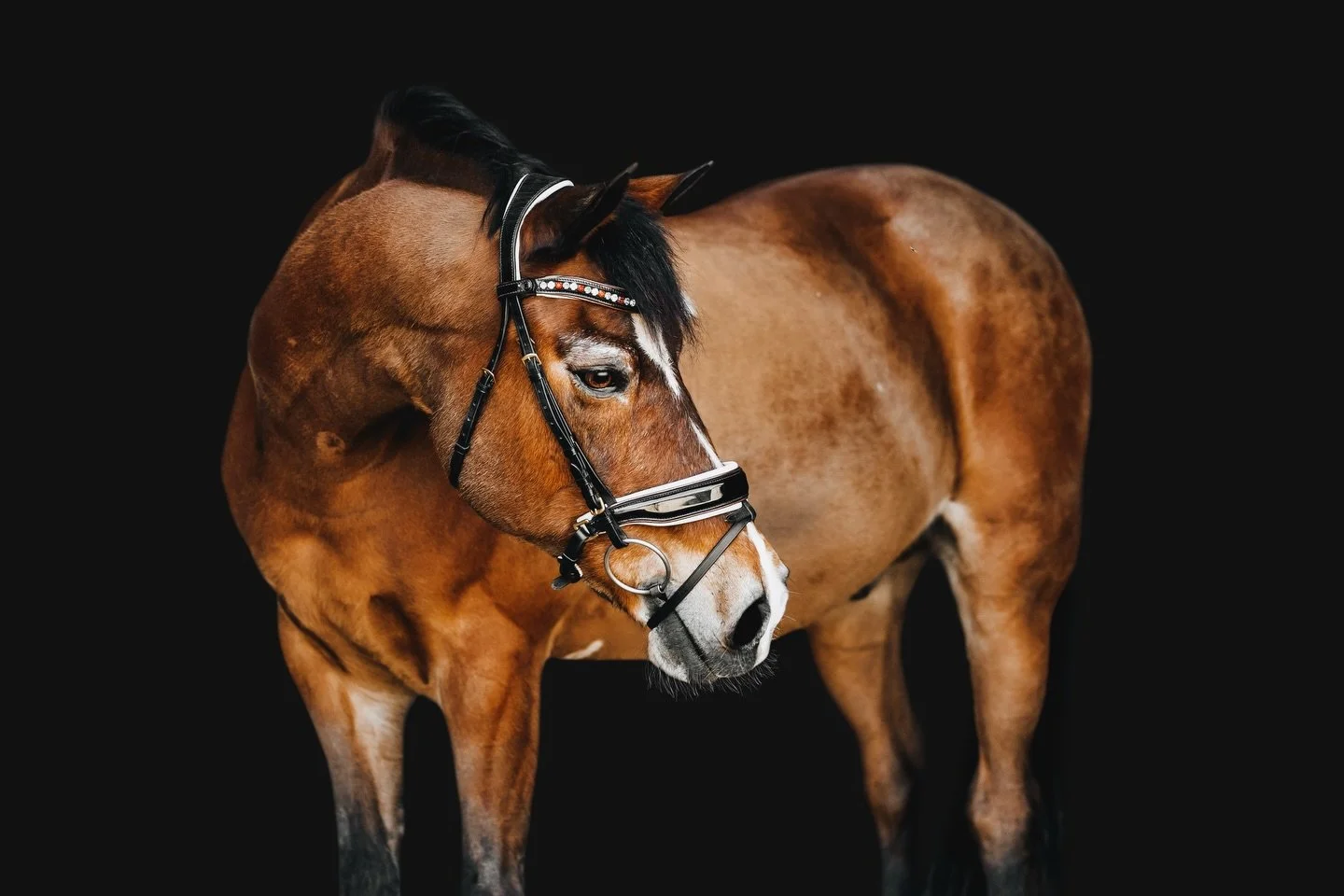 🌟PIP🌟

Loved working with this sweet boy to capture his fine art session! The oldies certainly hold a special place in my heart ❤️

Have multiple horses that need fine art sessions? Don&rsquo;t forget to ask about our group specials!

#ashleighmagn