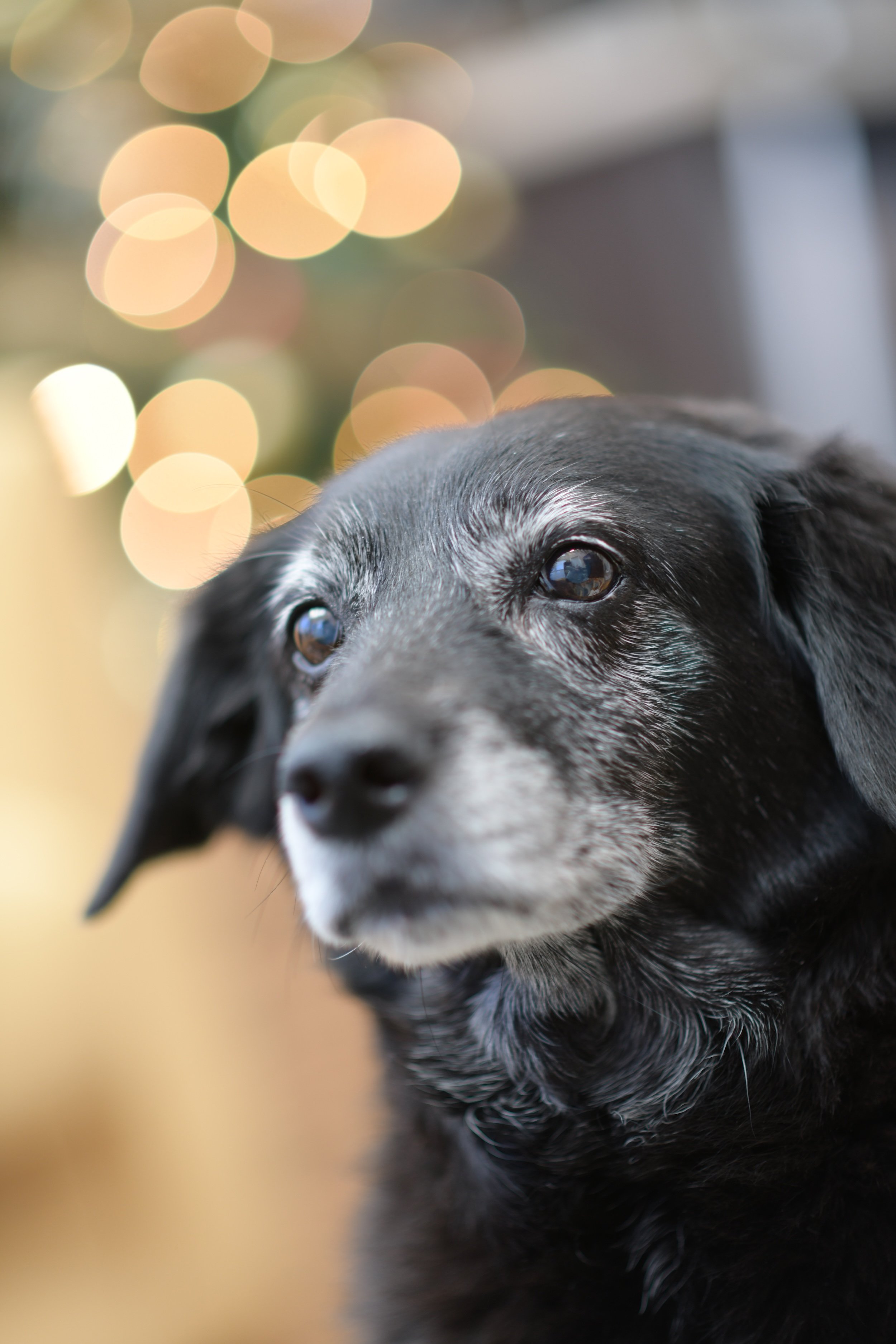 sasha-christmas-crop.JPG