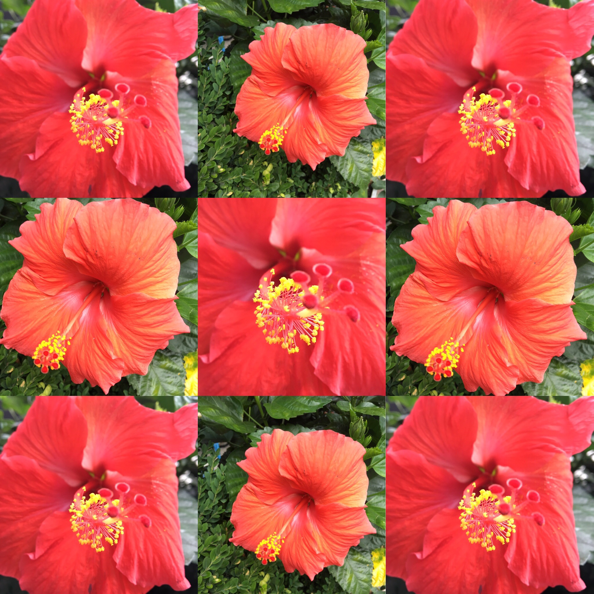 Flowers are one of my favorite things to photograph.
