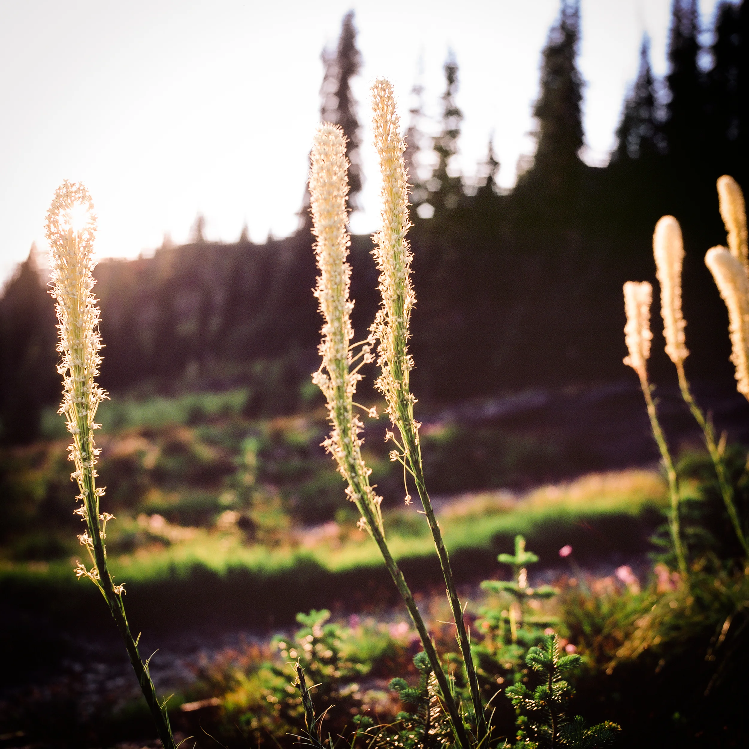 bear grass sunset.jpg