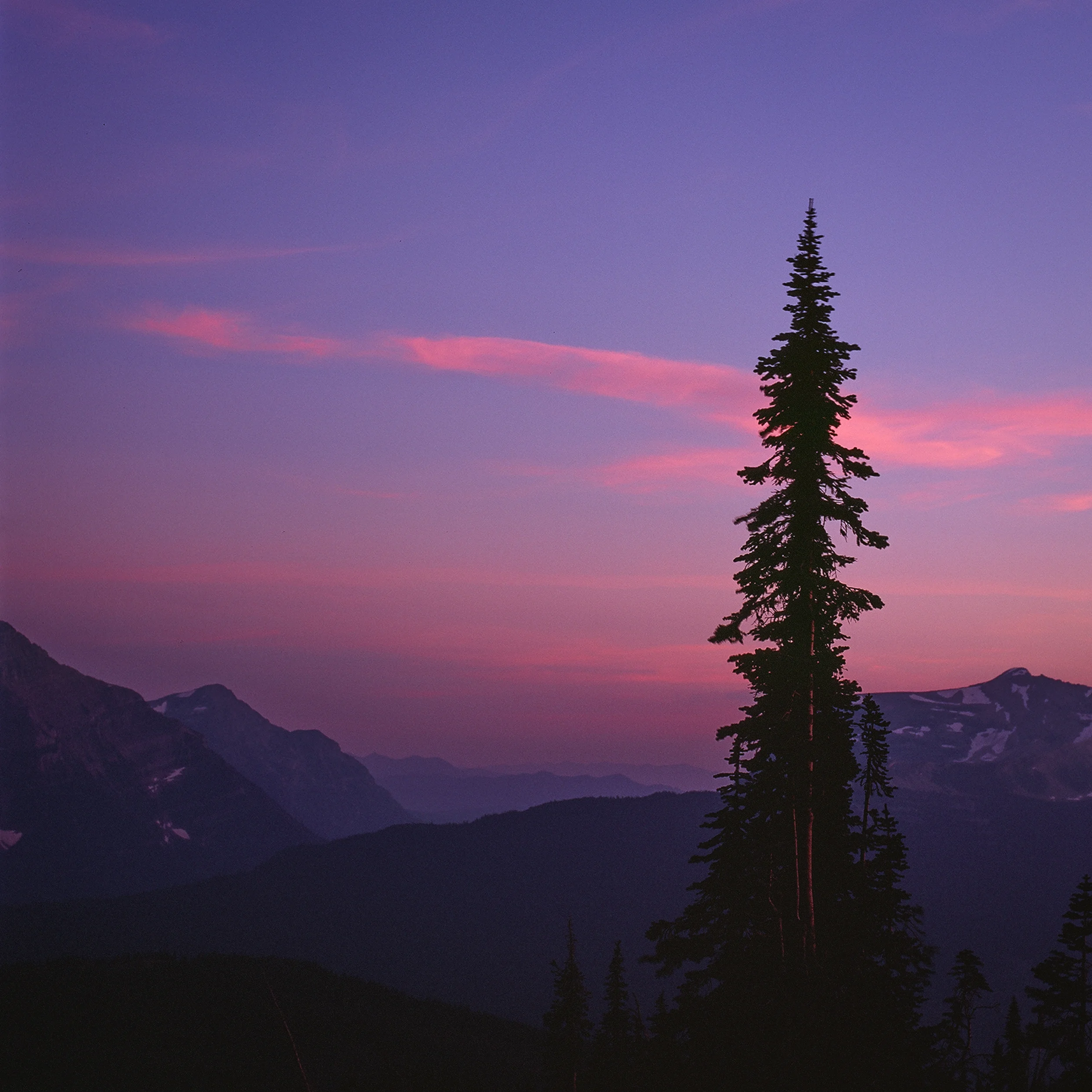 lonely pine.jpg