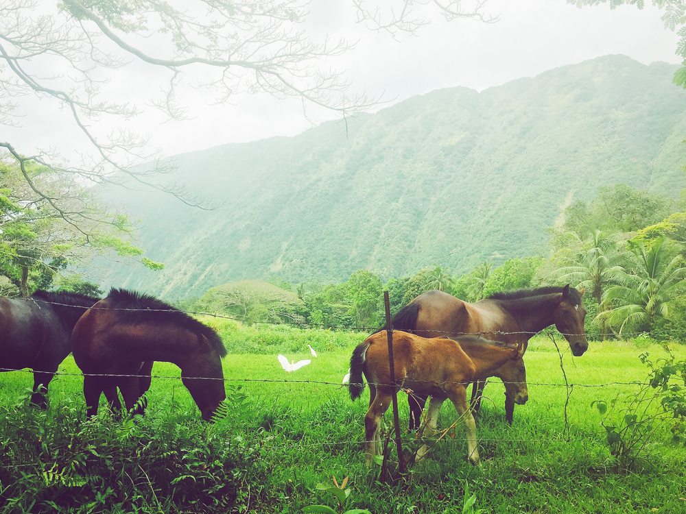 Wild horses in the Waipi'o Valley