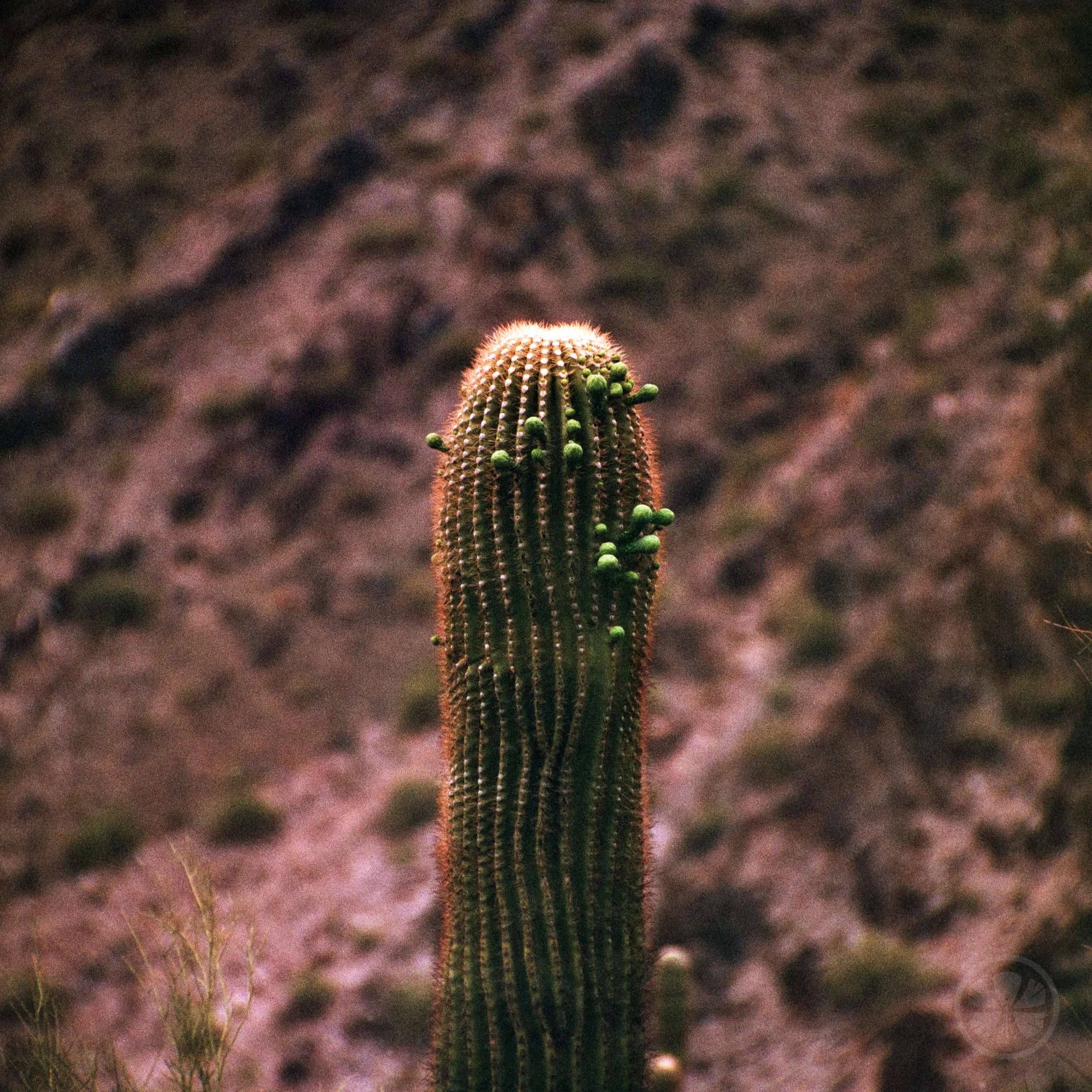 Roll02-010.jpg