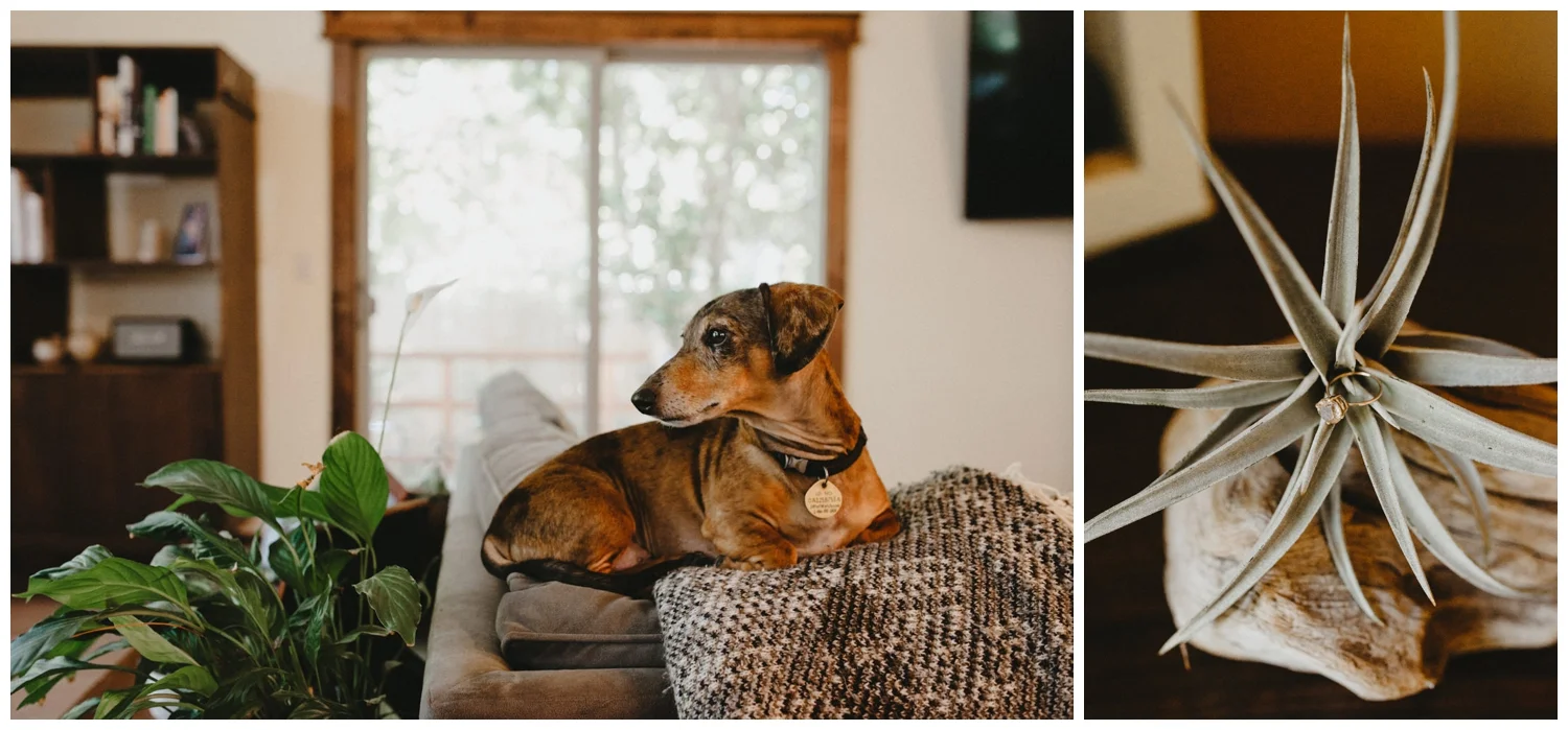 dachsund chilling