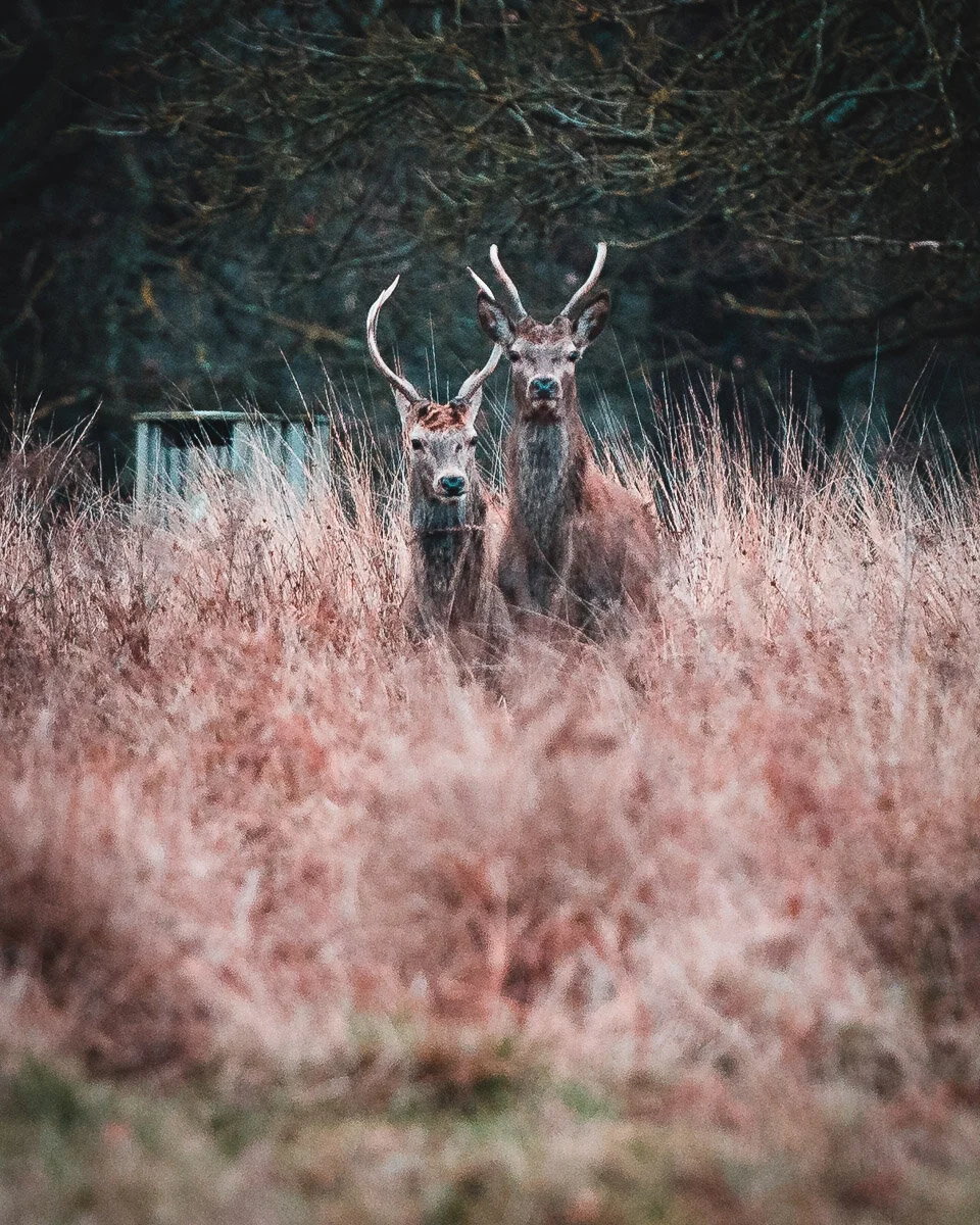 Sunrise Deer.jpg