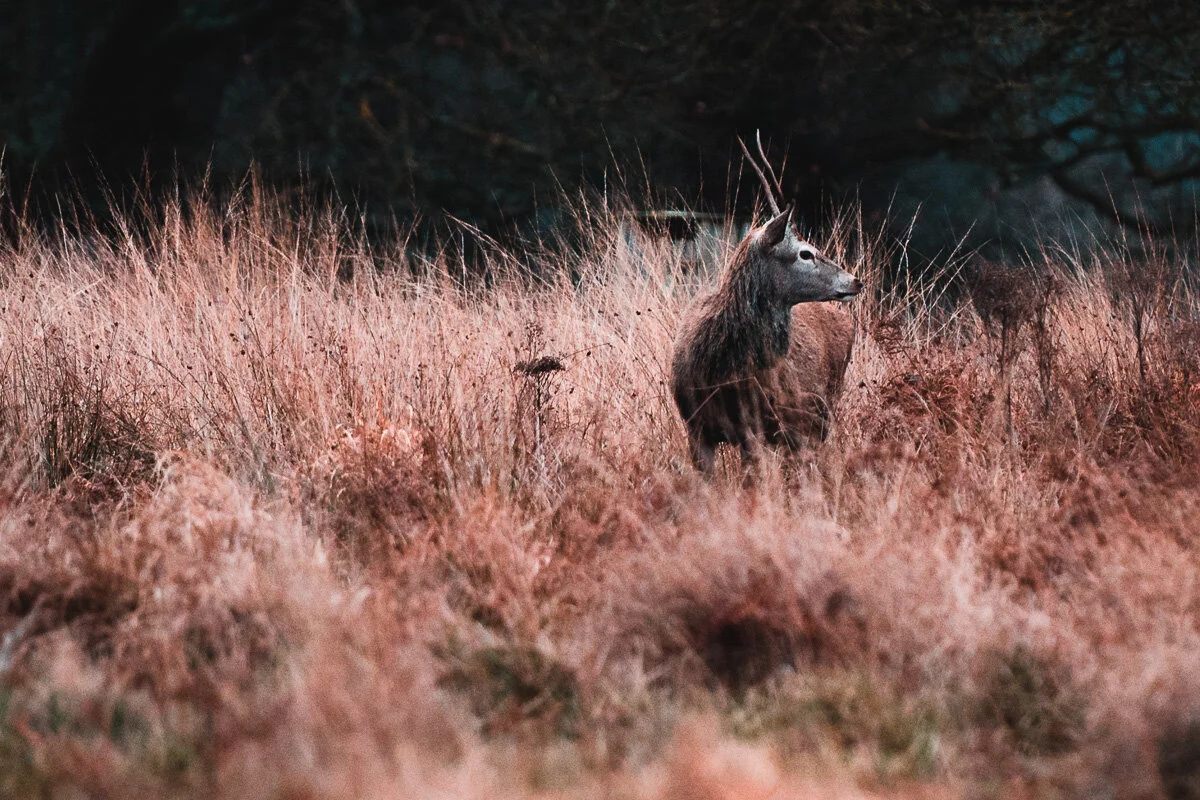 sunrise_deer.jpg