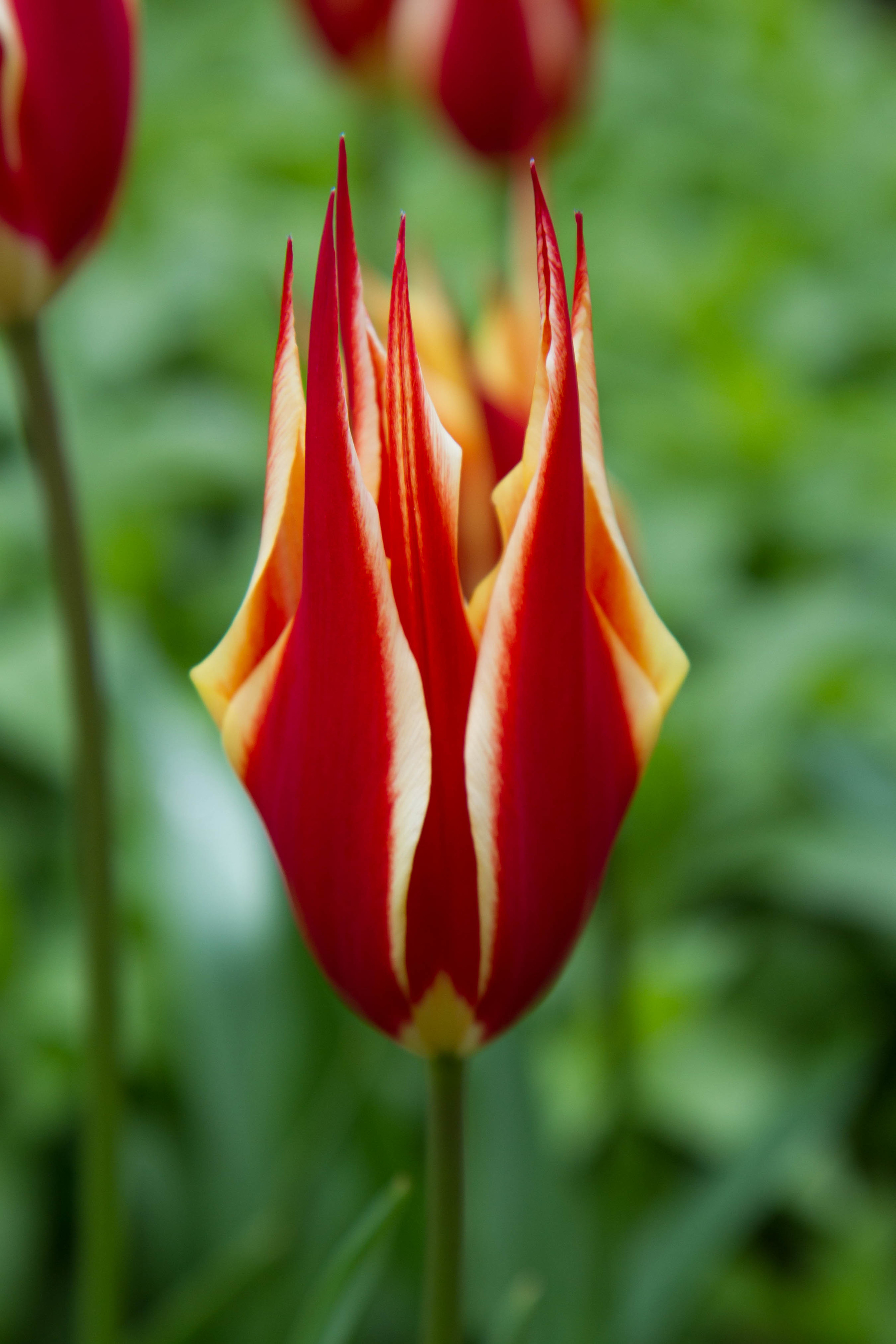 Firey Tulip