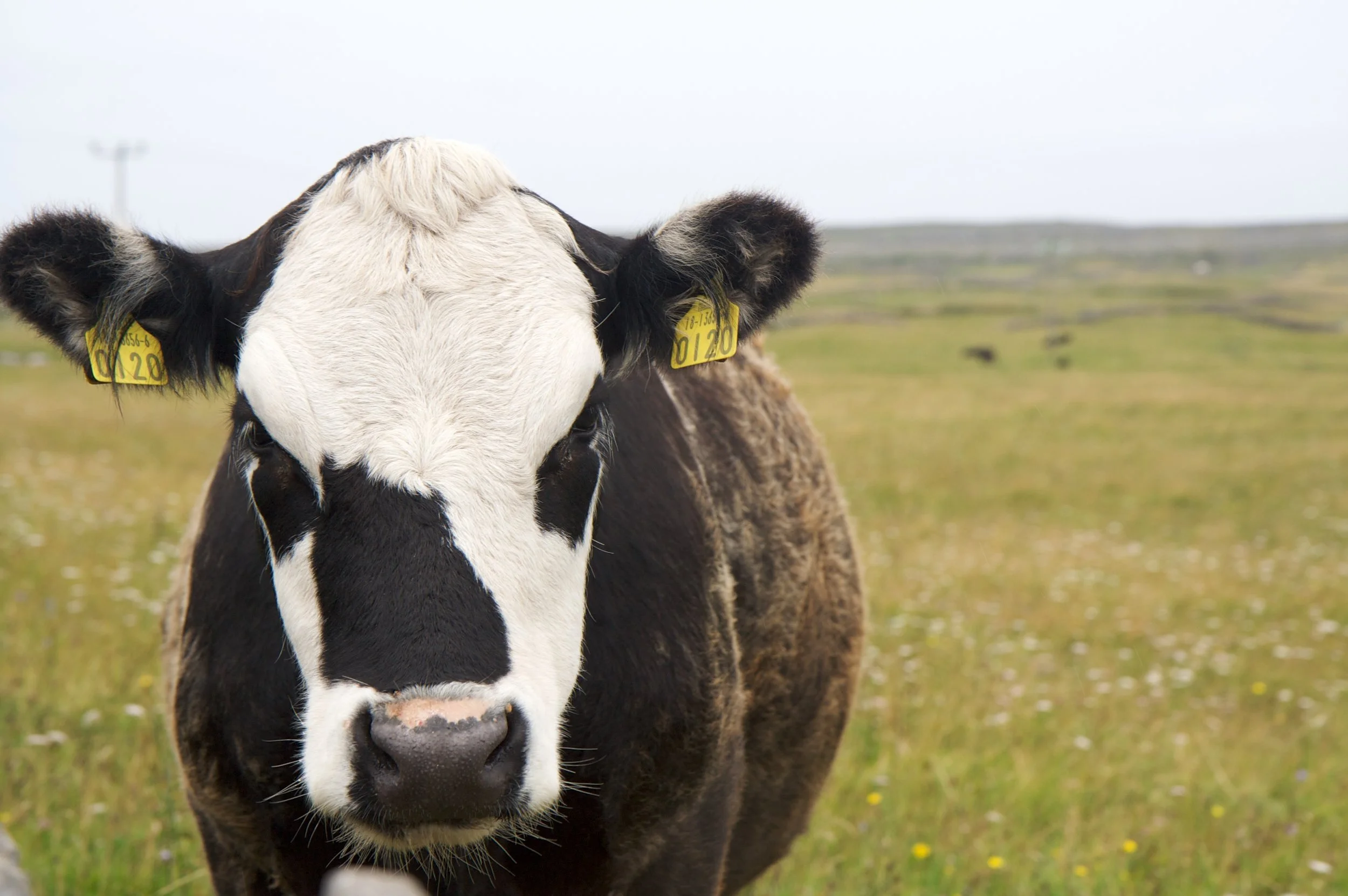 moo.jpg