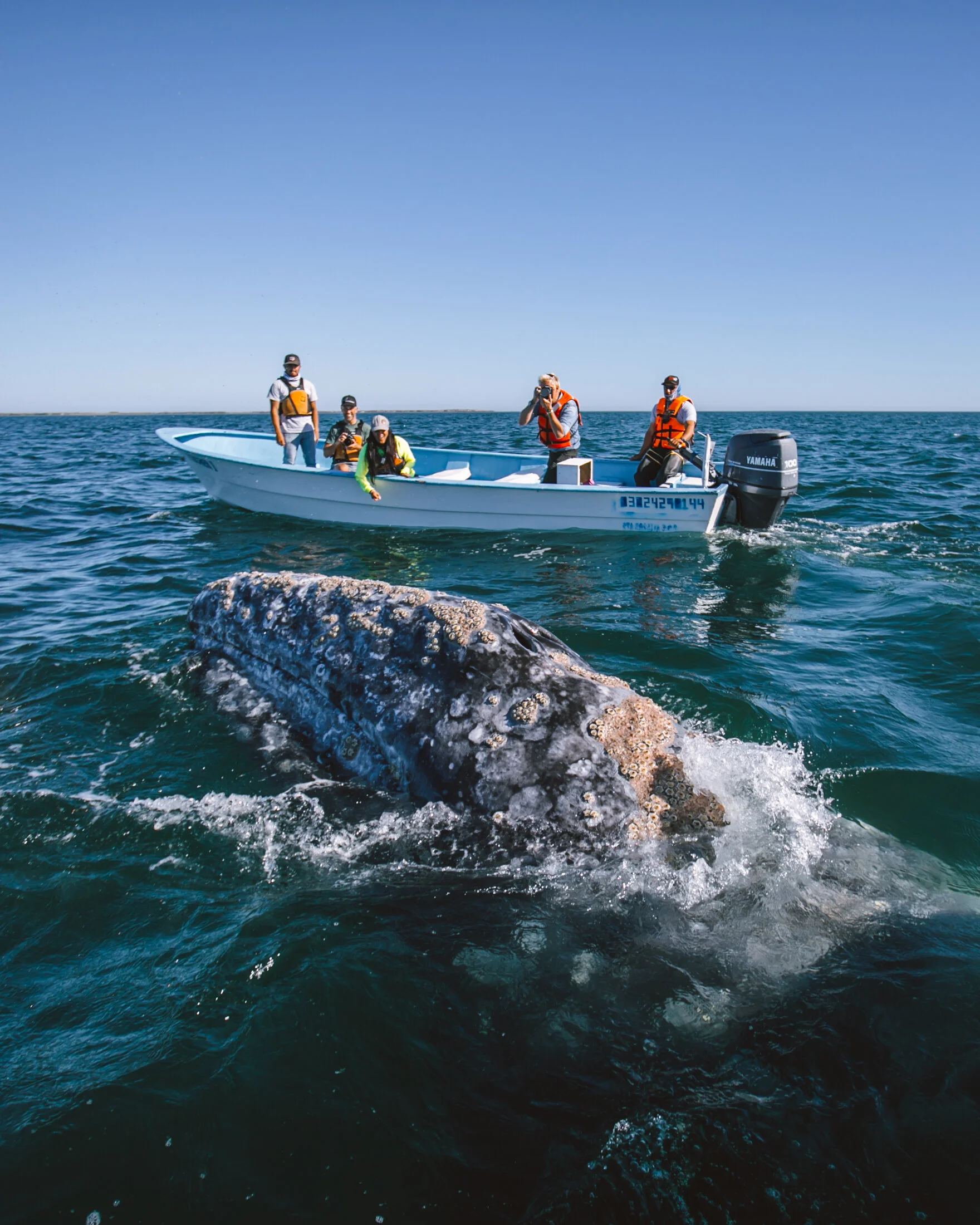 Encountering Gray Whales in San Ignacio Lagoon, Baja California