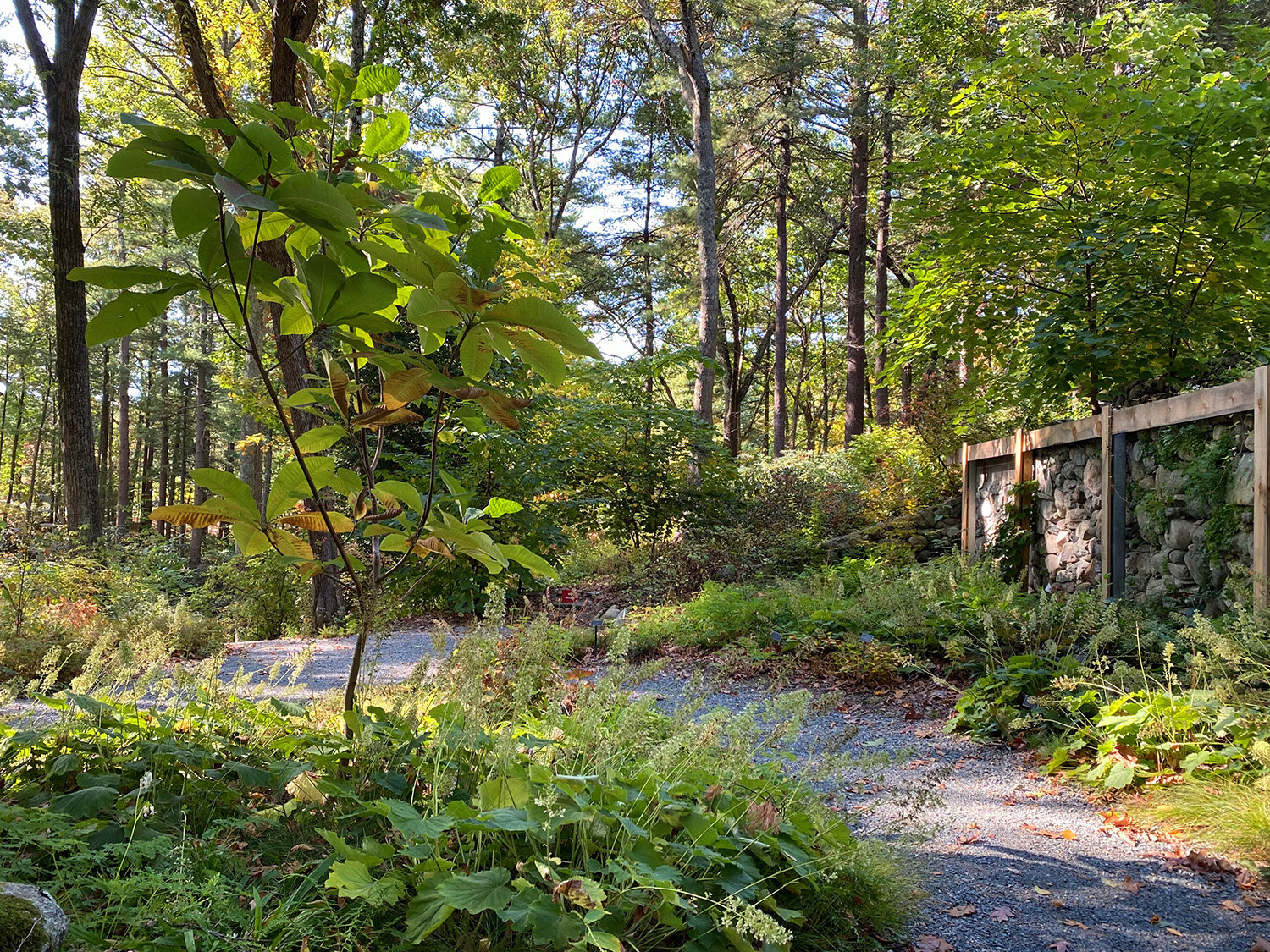 Garden In the Woods, Framingham MA