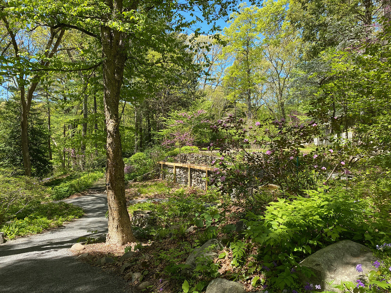 Garden In The Woods, Framingham MA