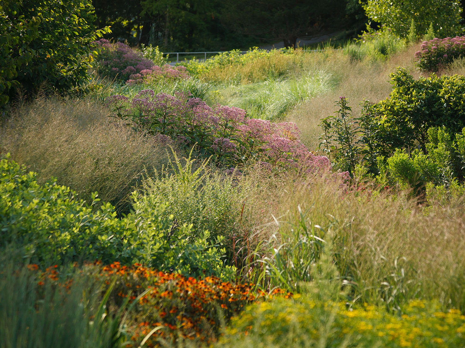 Bioswale, Cornell Botanic Gardens