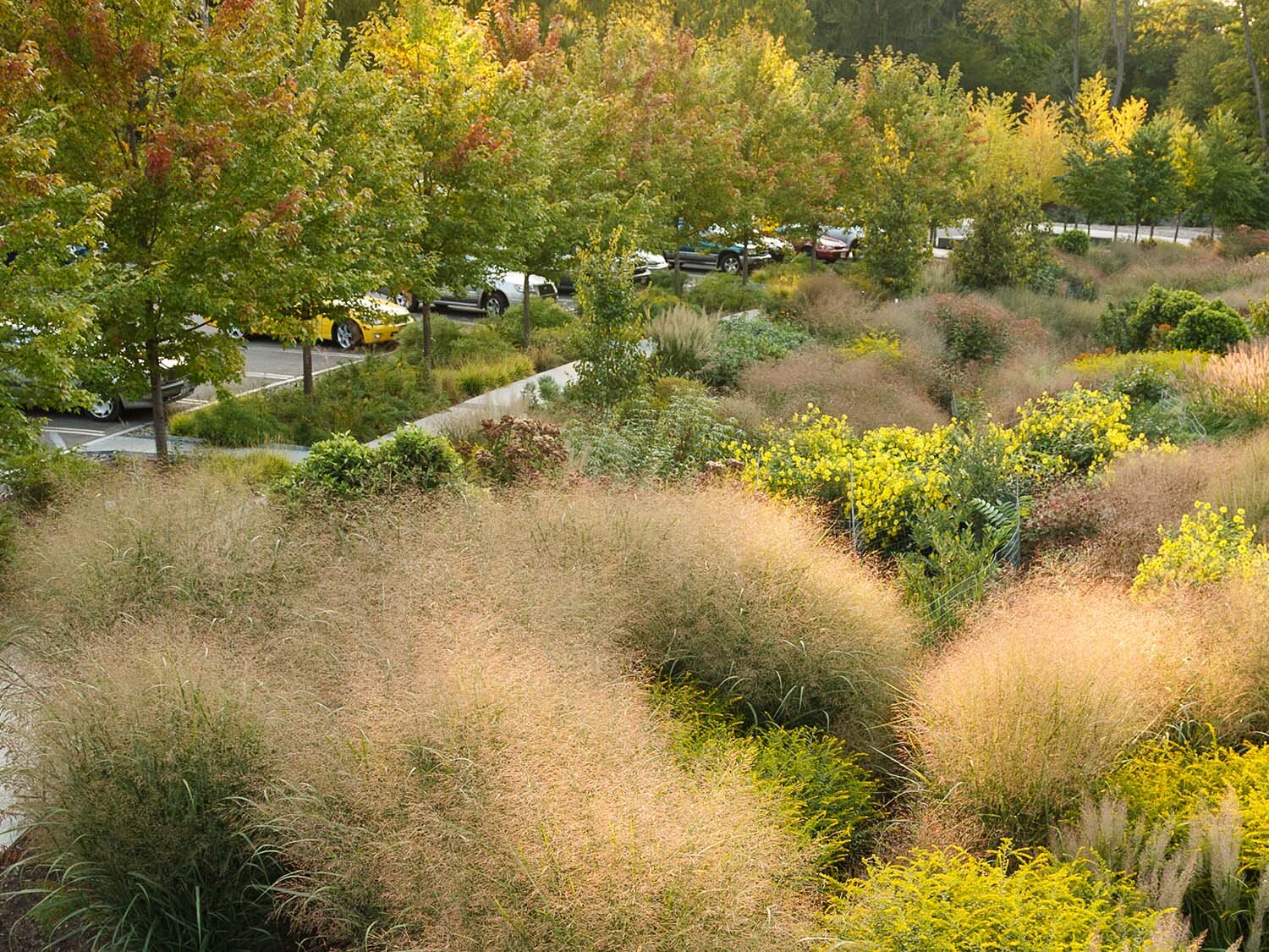 Bioswale, Cornell Botanic Gardens