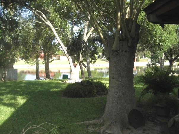 Grandma's backyard. 