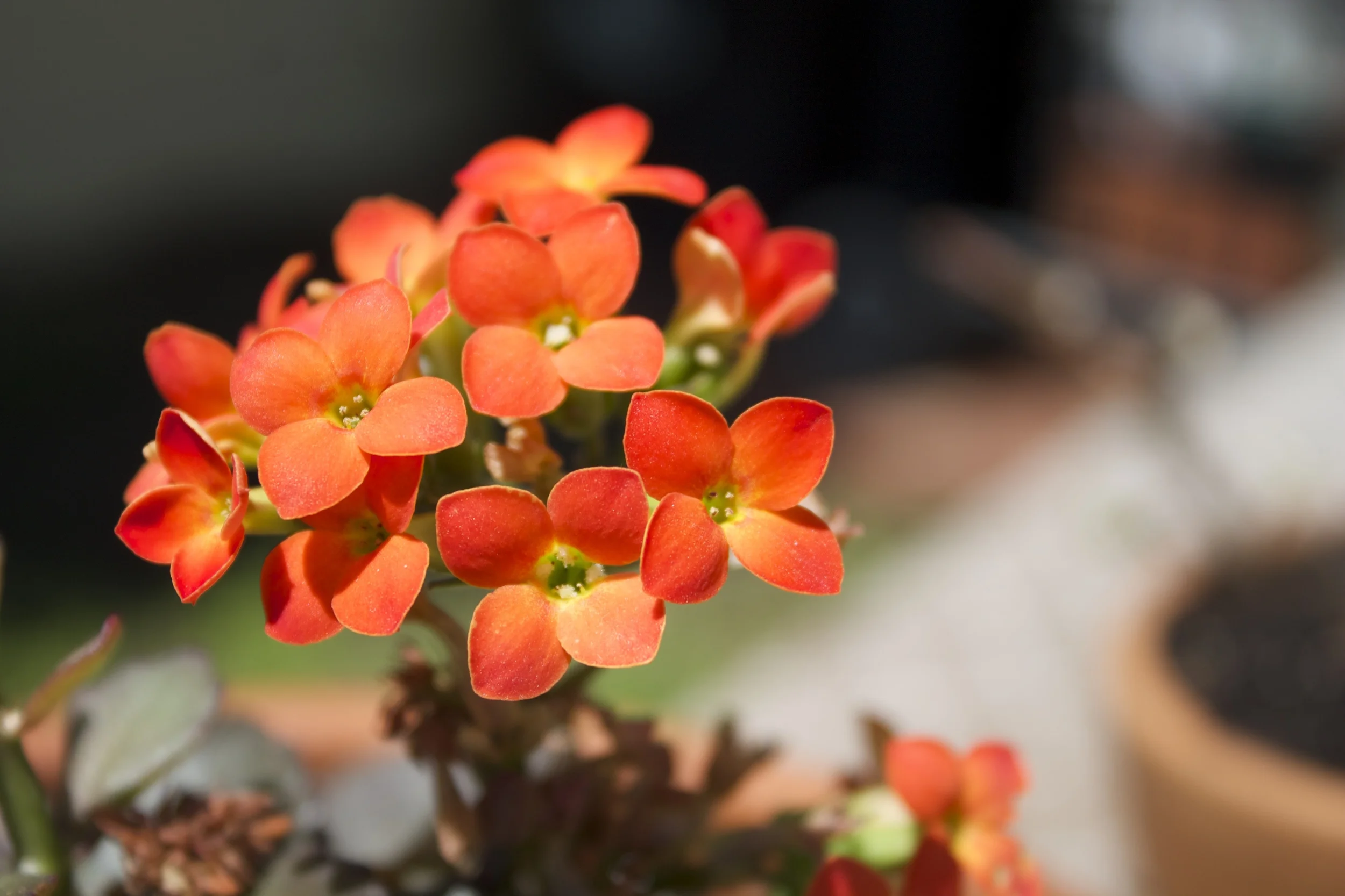 Kalanchoe blossfeldiana